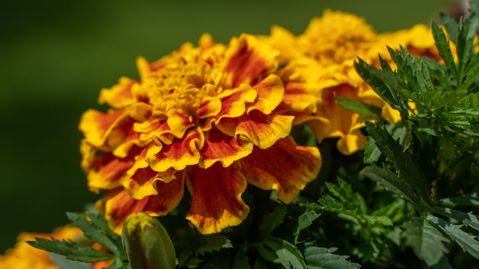 Sony a6300 sample photo. Marigold, plant, bloom photography