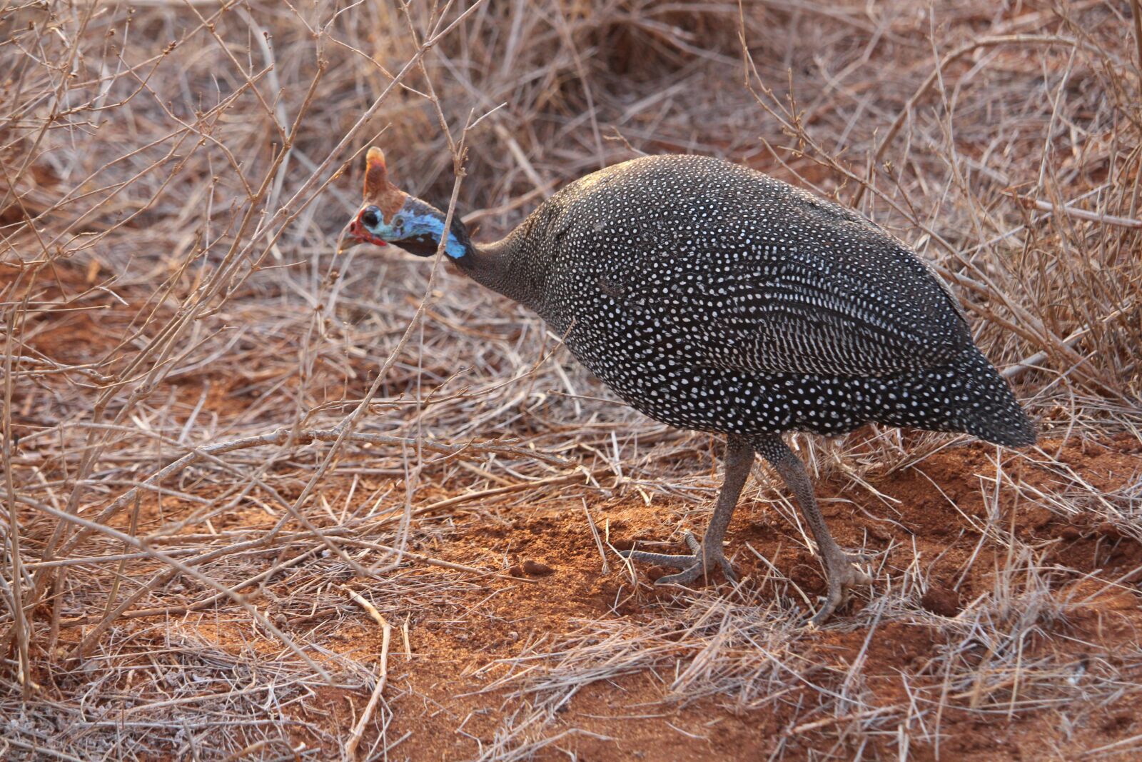 Canon EF-S 55-250mm F4-5.6 IS STM sample photo. Chicken, park, tsavo photography