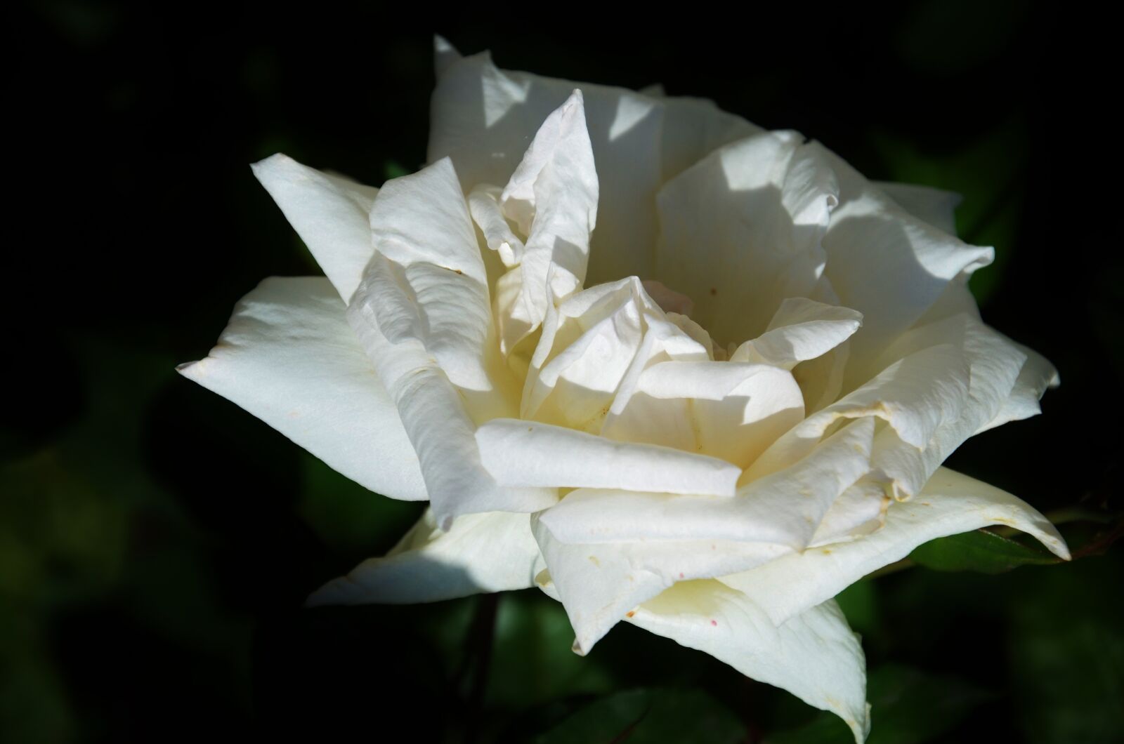 Nikon D7000 sample photo. White, rose, flower photography