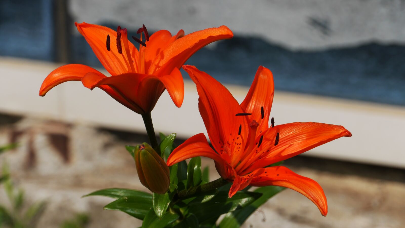 Panasonic Lumix DMC-GH3 sample photo. Flowers, yellow, garden photography