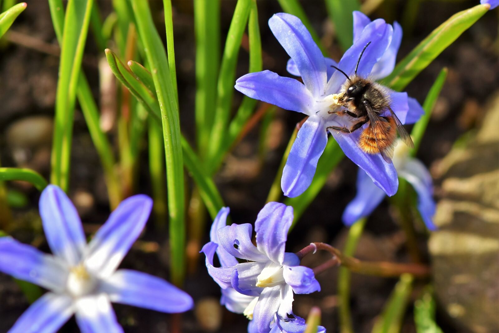 Nikon D7200 sample photo. Flower, blossom, bloom photography