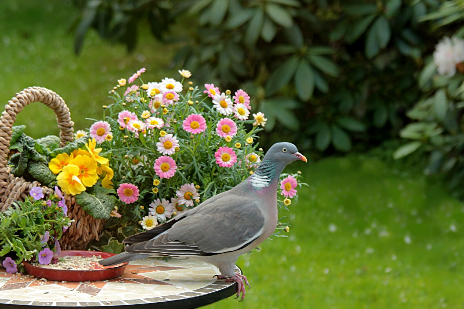 Canon EOS 550D (EOS Rebel T2i / EOS Kiss X4) sample photo. Animal, bird, dove photography