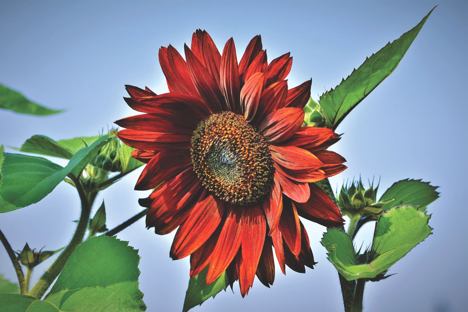 Nikon D7200 sample photo. Sunflower, flower, blossom photography