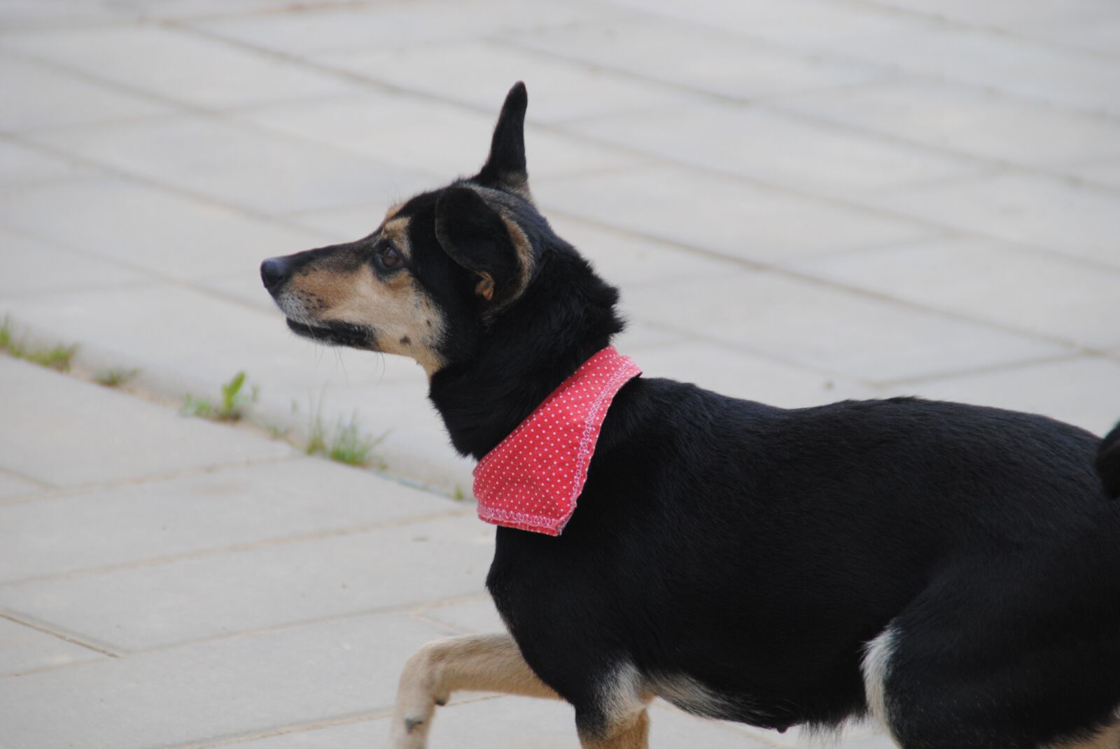Nikon D3000 sample photo. Dog, summer, nature photography
