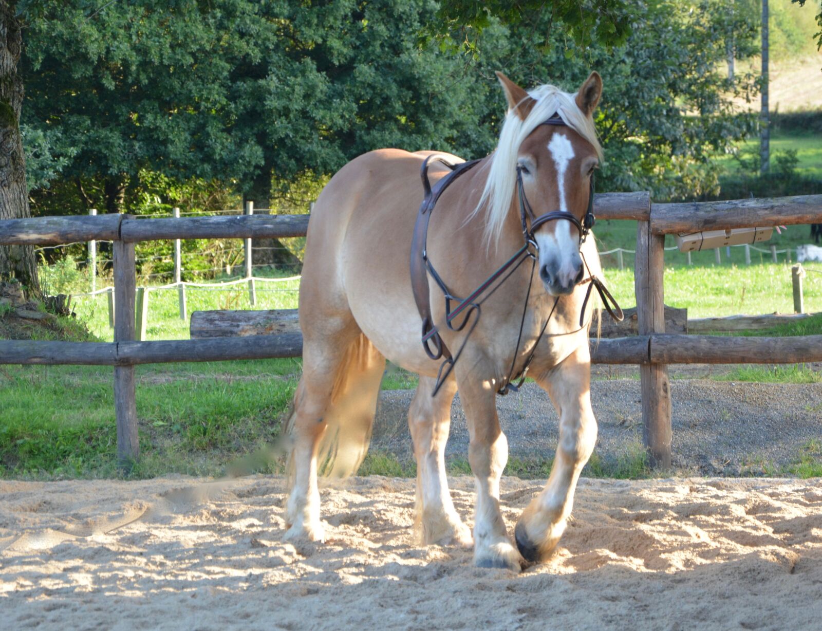 Nikon D5200 sample photo. Horse, equine, standard photography