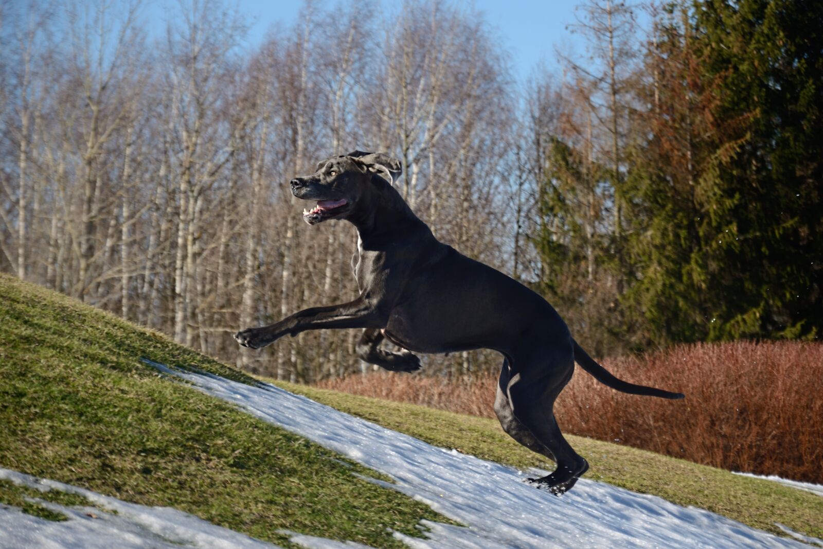 Nikon D5100 sample photo. Great dane, run, dog photography
