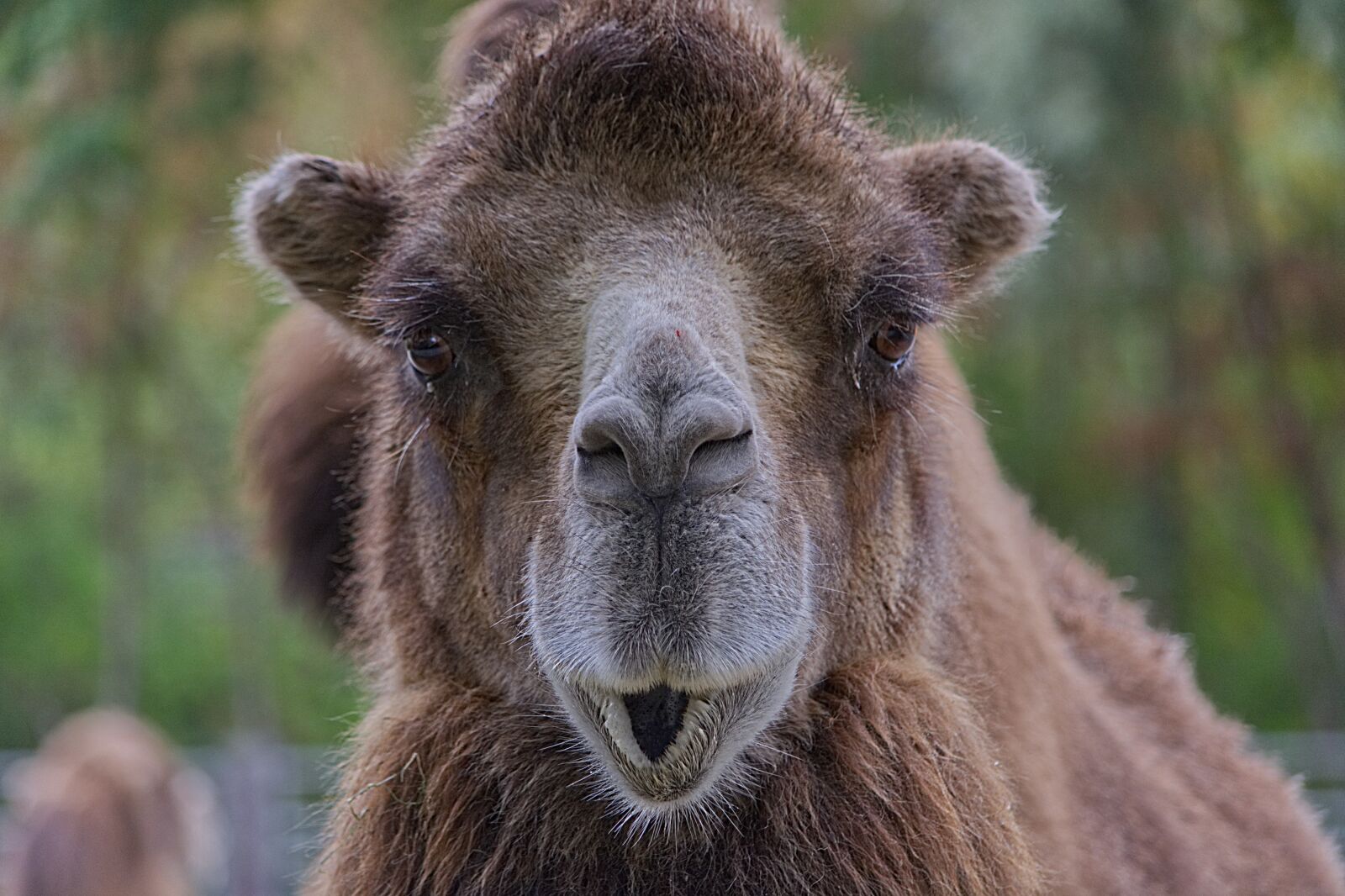 Nikon D5200 sample photo. Mammal, animal world, nature photography