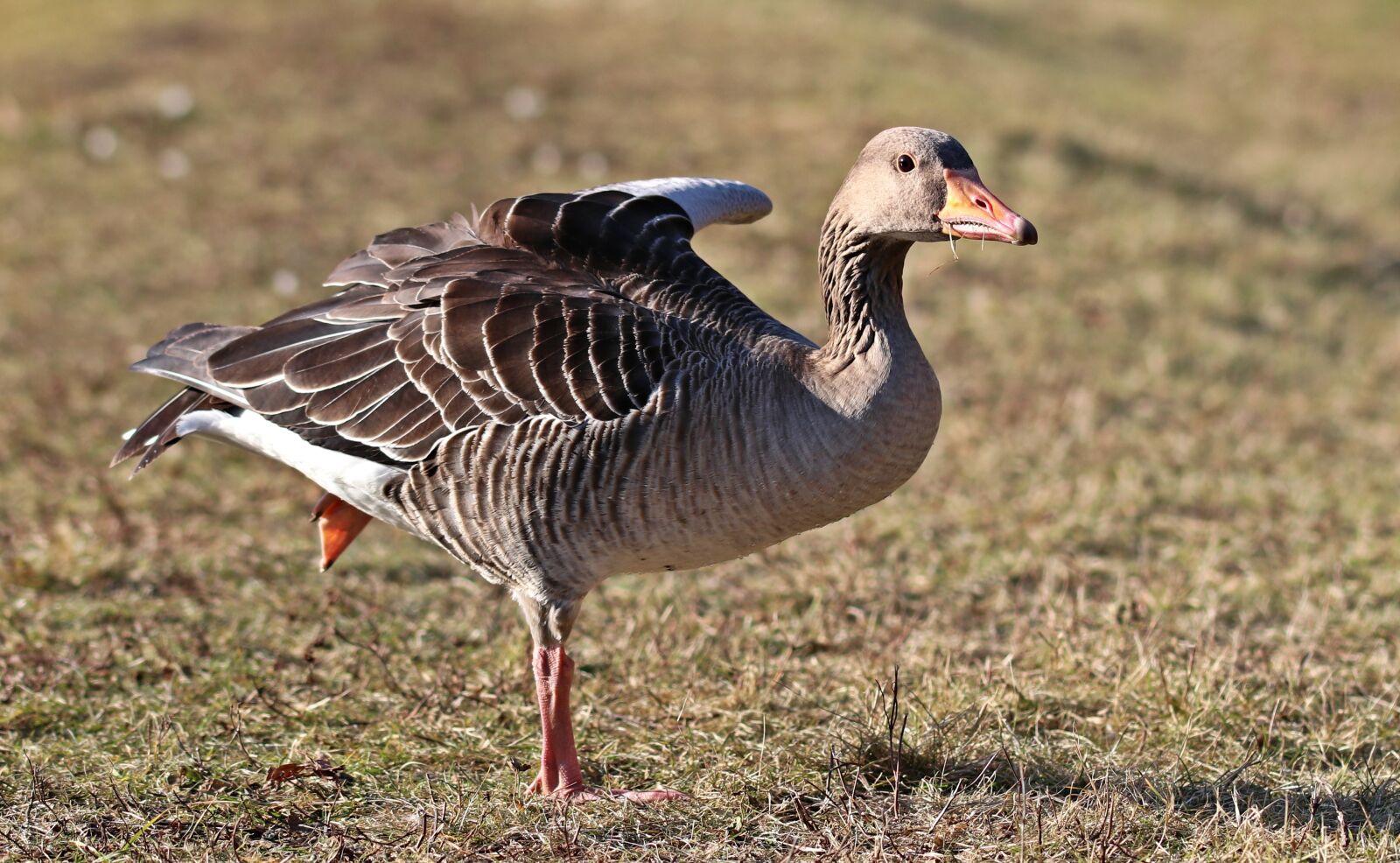 Canon EOS 80D sample photo. Goose, bird, wild goose photography