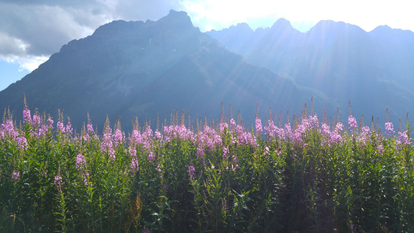 LG G4 sample photo. Valmalenco, mountains, field flowers photography