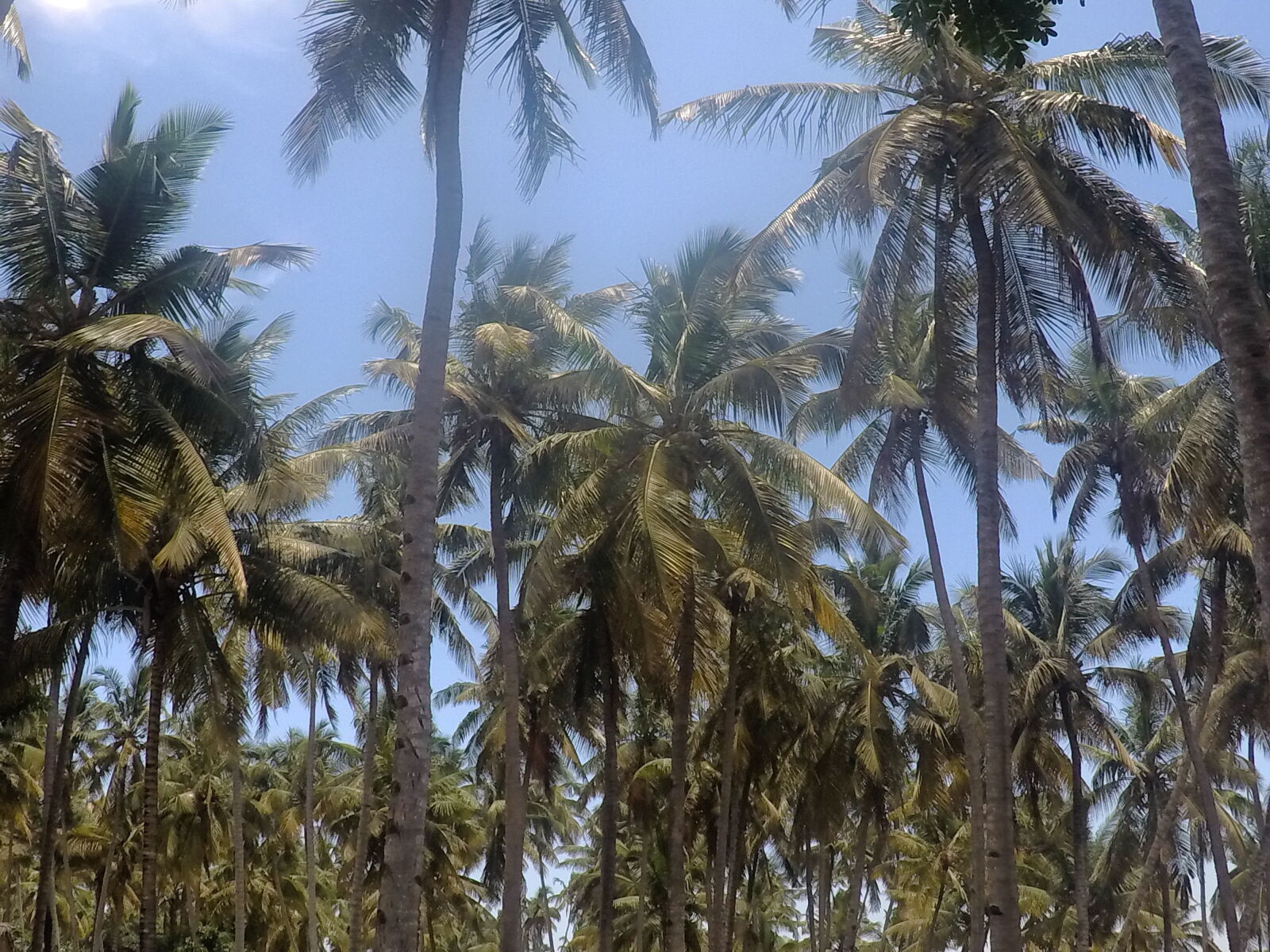GoPro Hero5 Black sample photo. Blue, sky, coconut, palm photography