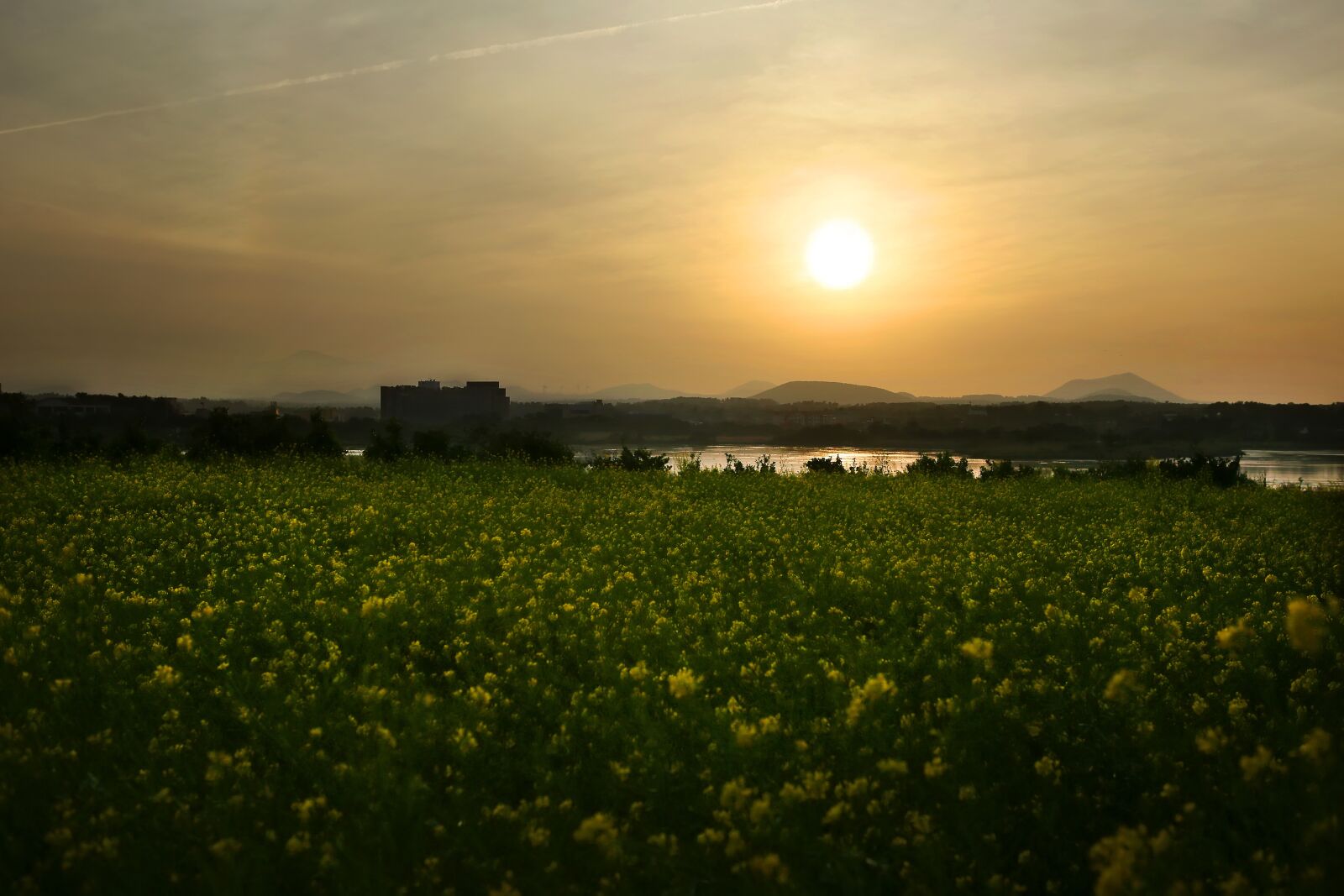 Canon EOS 5D Mark III sample photo. Jeju, rape flowers, sunset photography