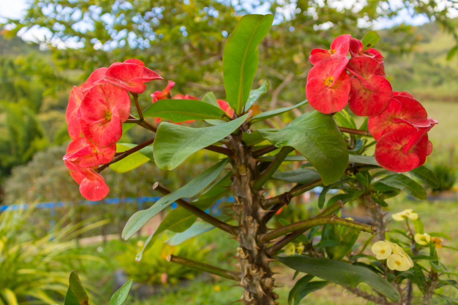 Canon EOS 750D (EOS Rebel T6i / EOS Kiss X8i) sample photo. Flower, colombia, flowers photography