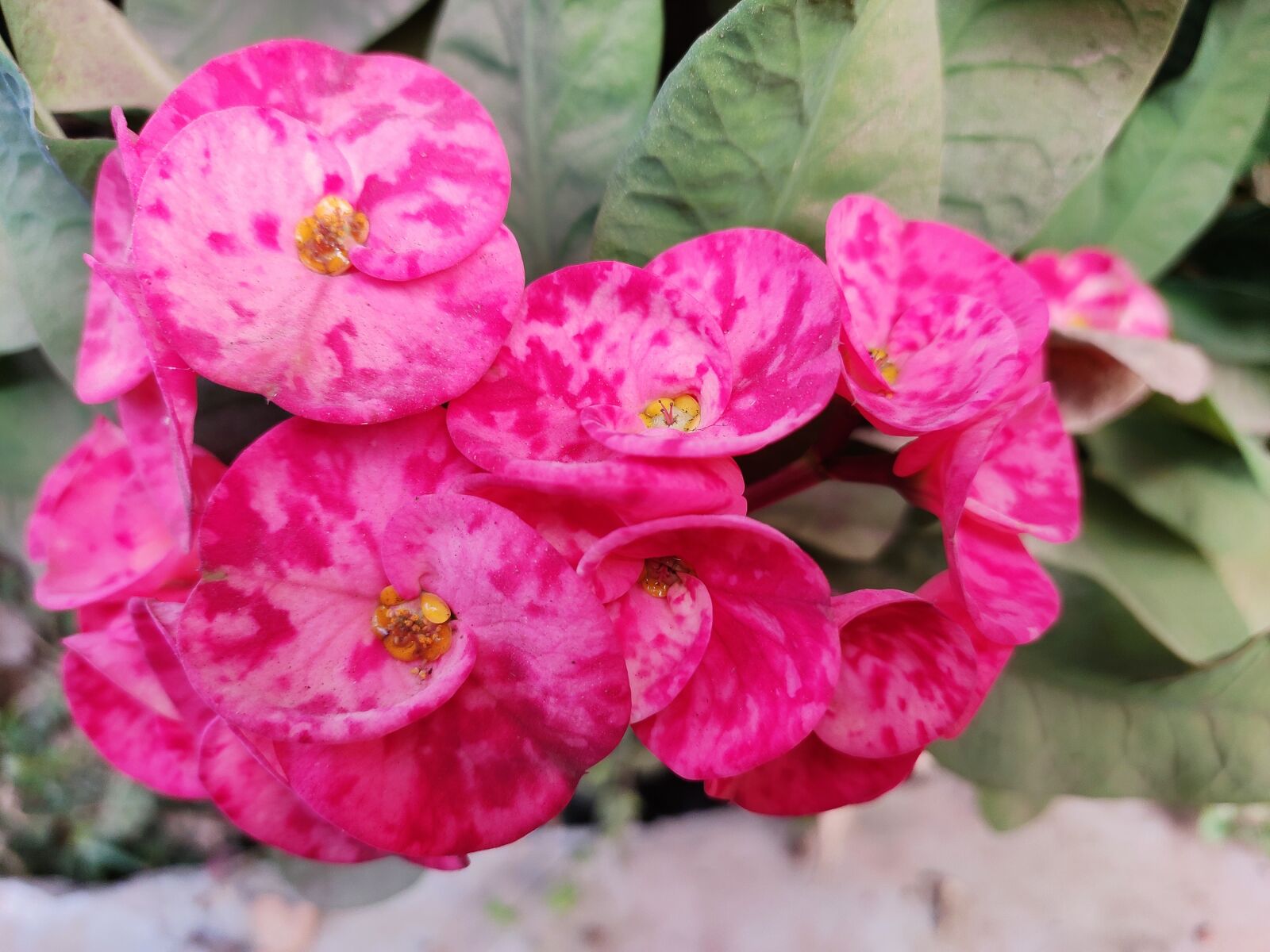 Xiaomi Redmi Note 7 Pro sample photo. Nature, pink, flowers photography