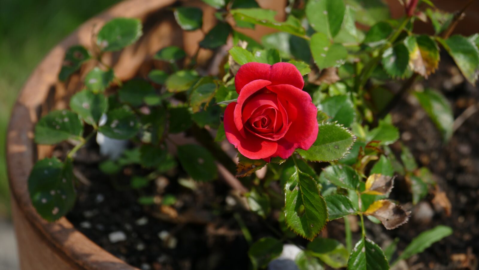 Leica V-Lux (Typ 114) sample photo. Rose, flowerpot, country house photography