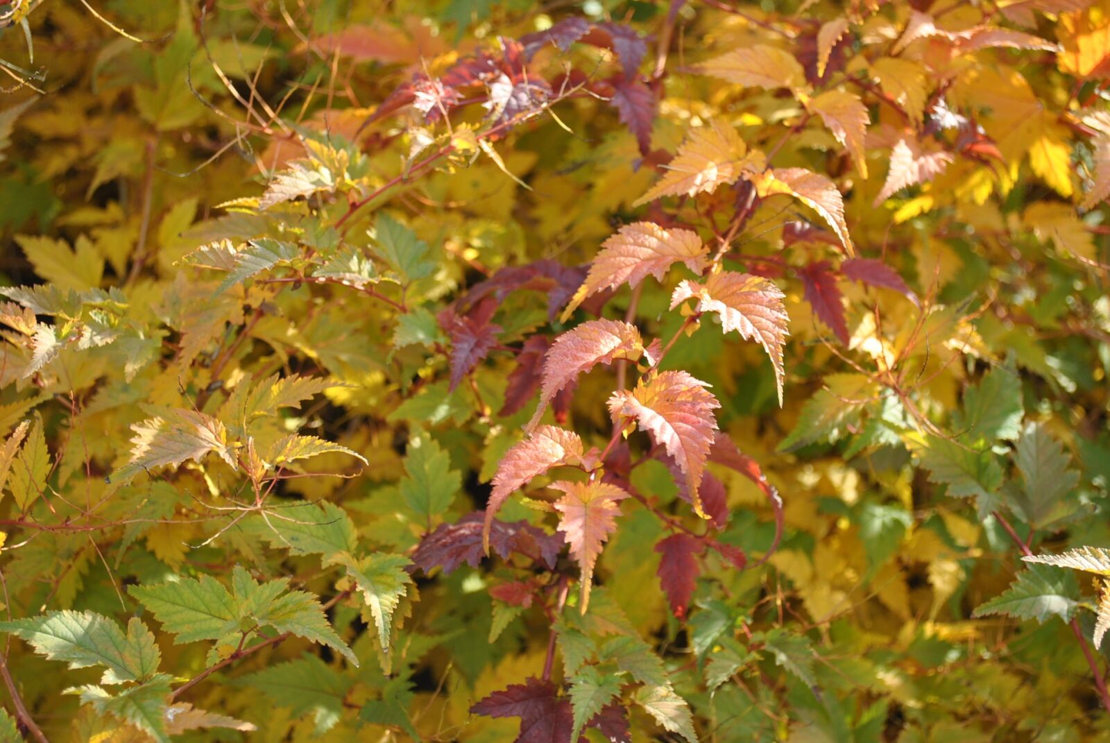 Nikon D3000 sample photo. Autumn, leaves, golden autumn photography