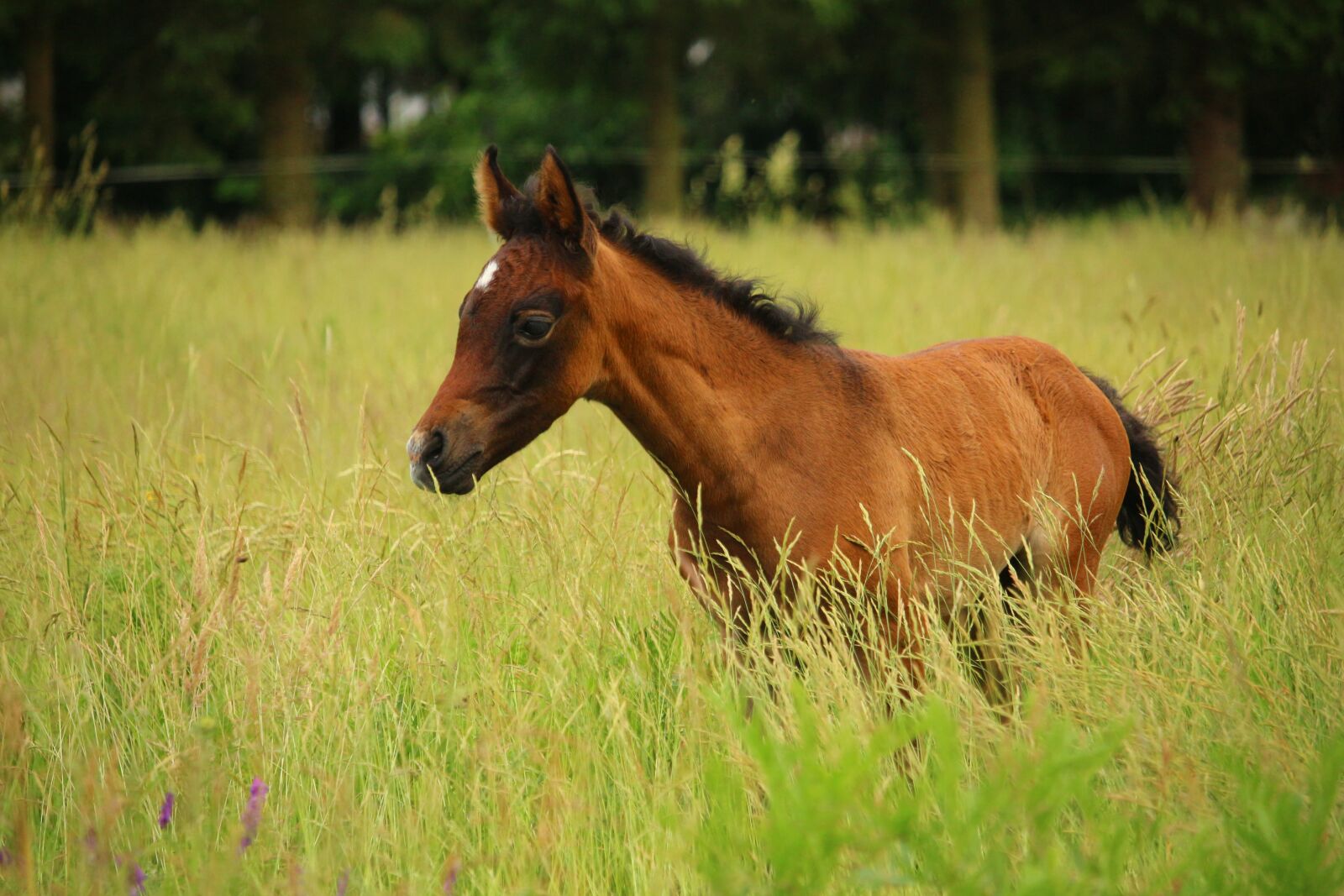 Canon EOS 100D (EOS Rebel SL1 / EOS Kiss X7) sample photo. Horse, foal, suckling photography