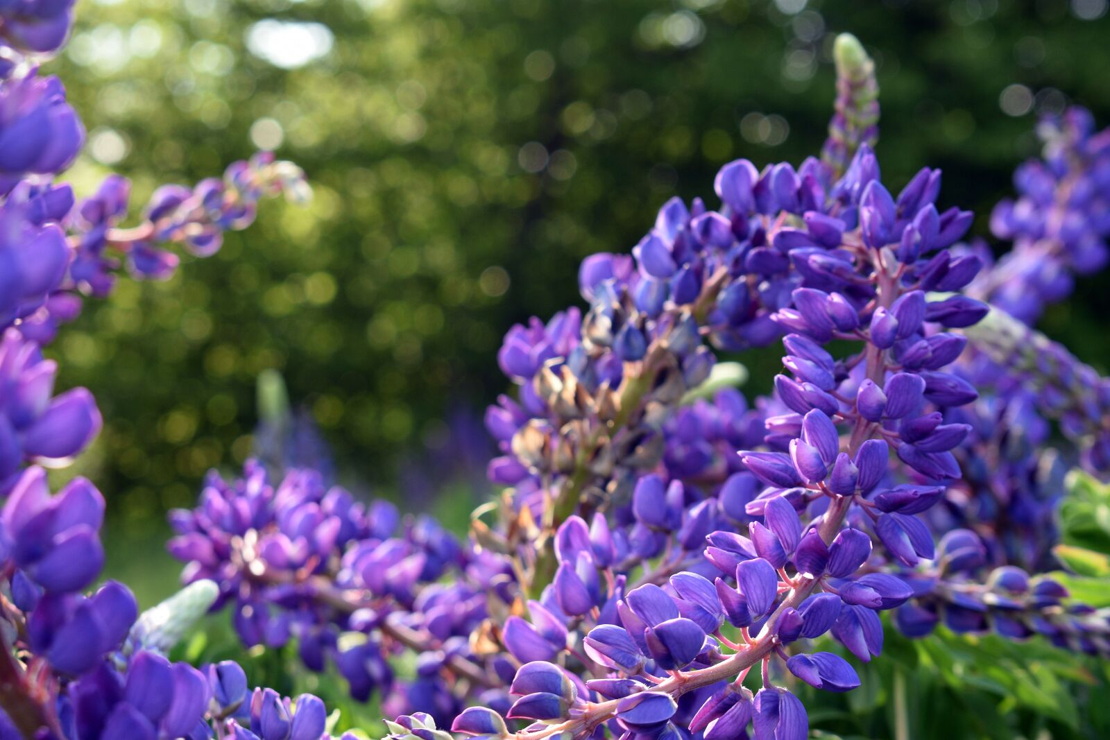 Nikon D3400 sample photo. Lupine, field, flower photography