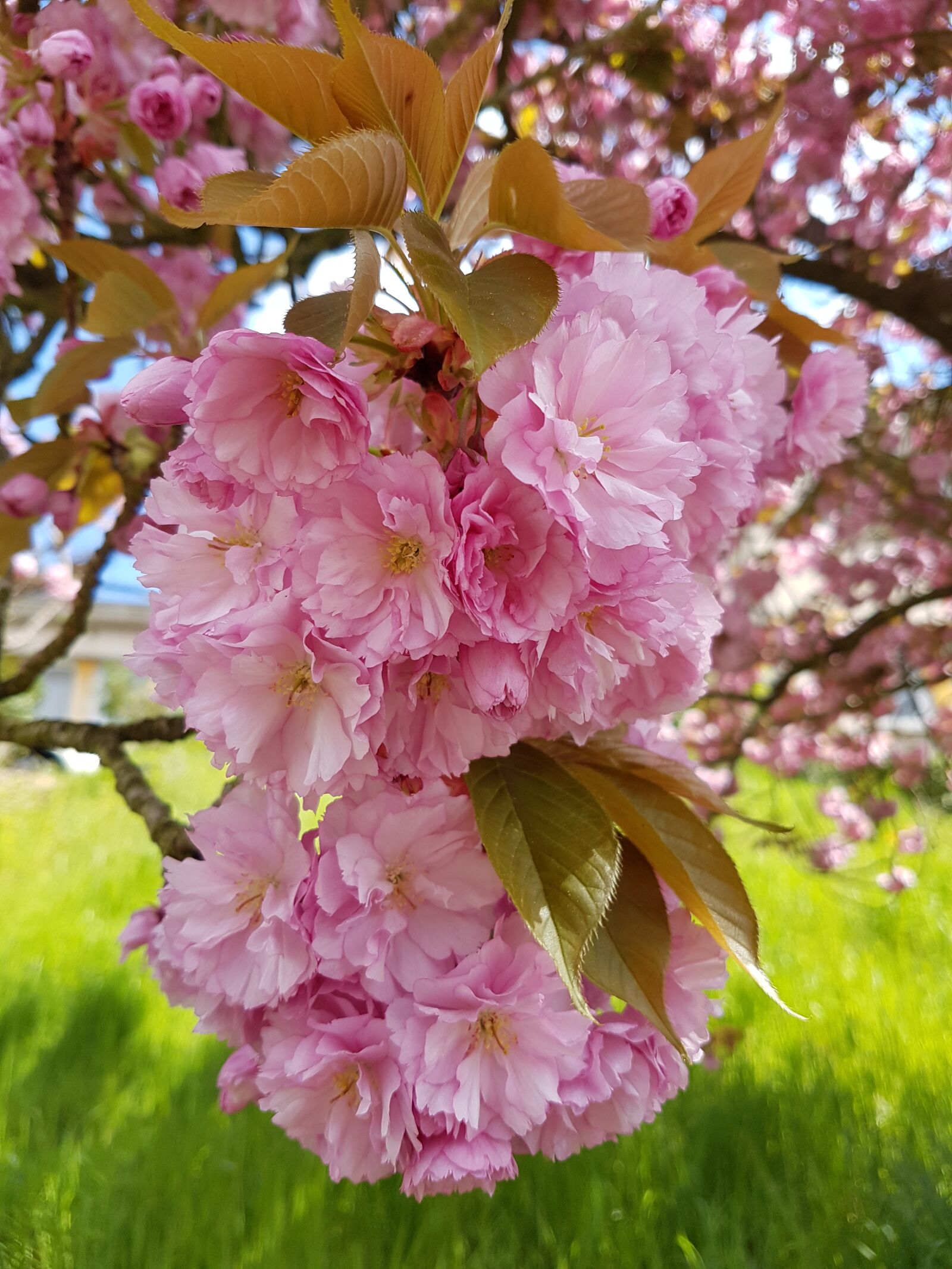 Samsung Galaxy S7 sample photo. Flowers, pink, nature photography