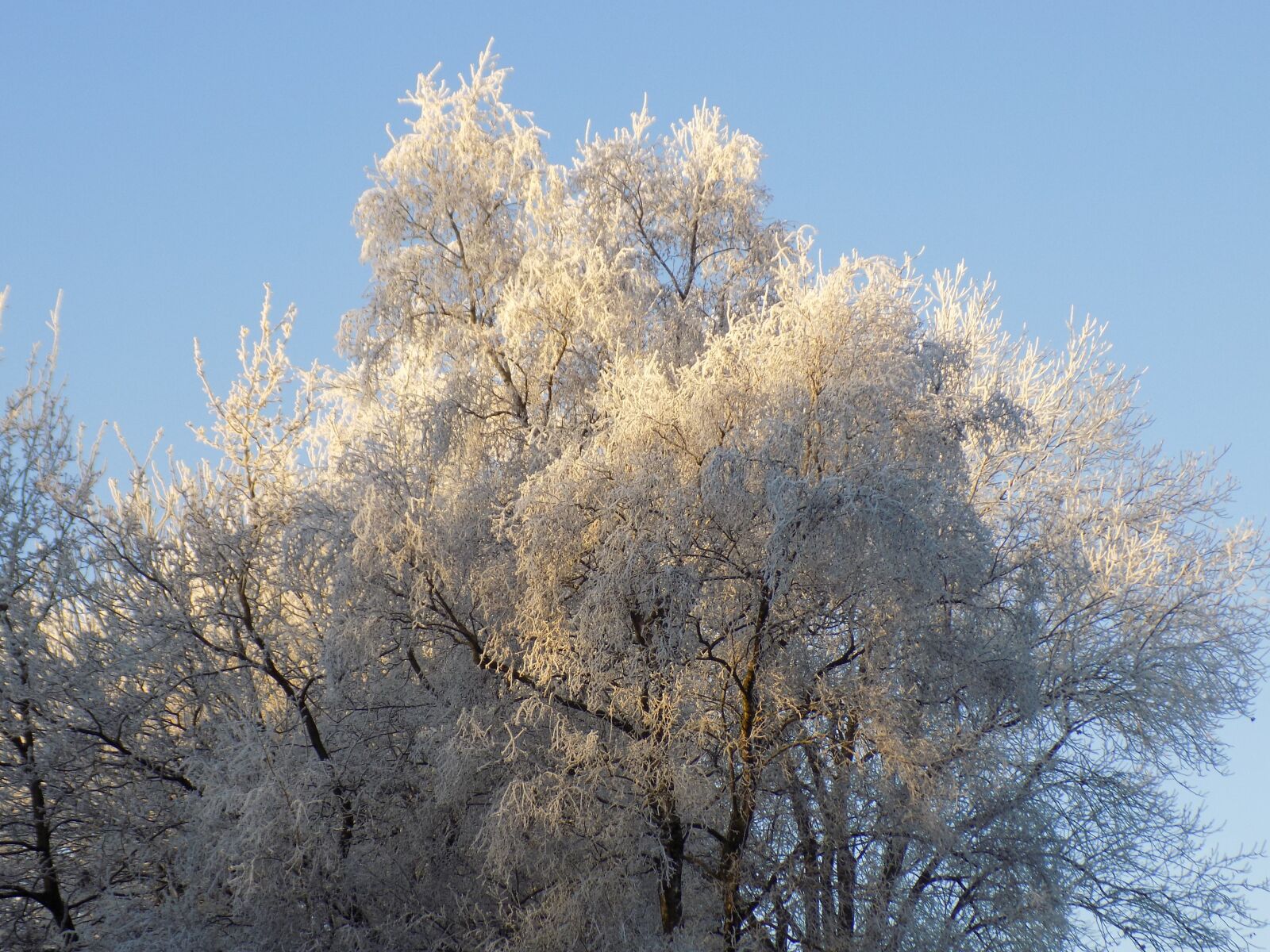 Nikon COOLPIX L340 sample photo. Frost, cold, frozen photography