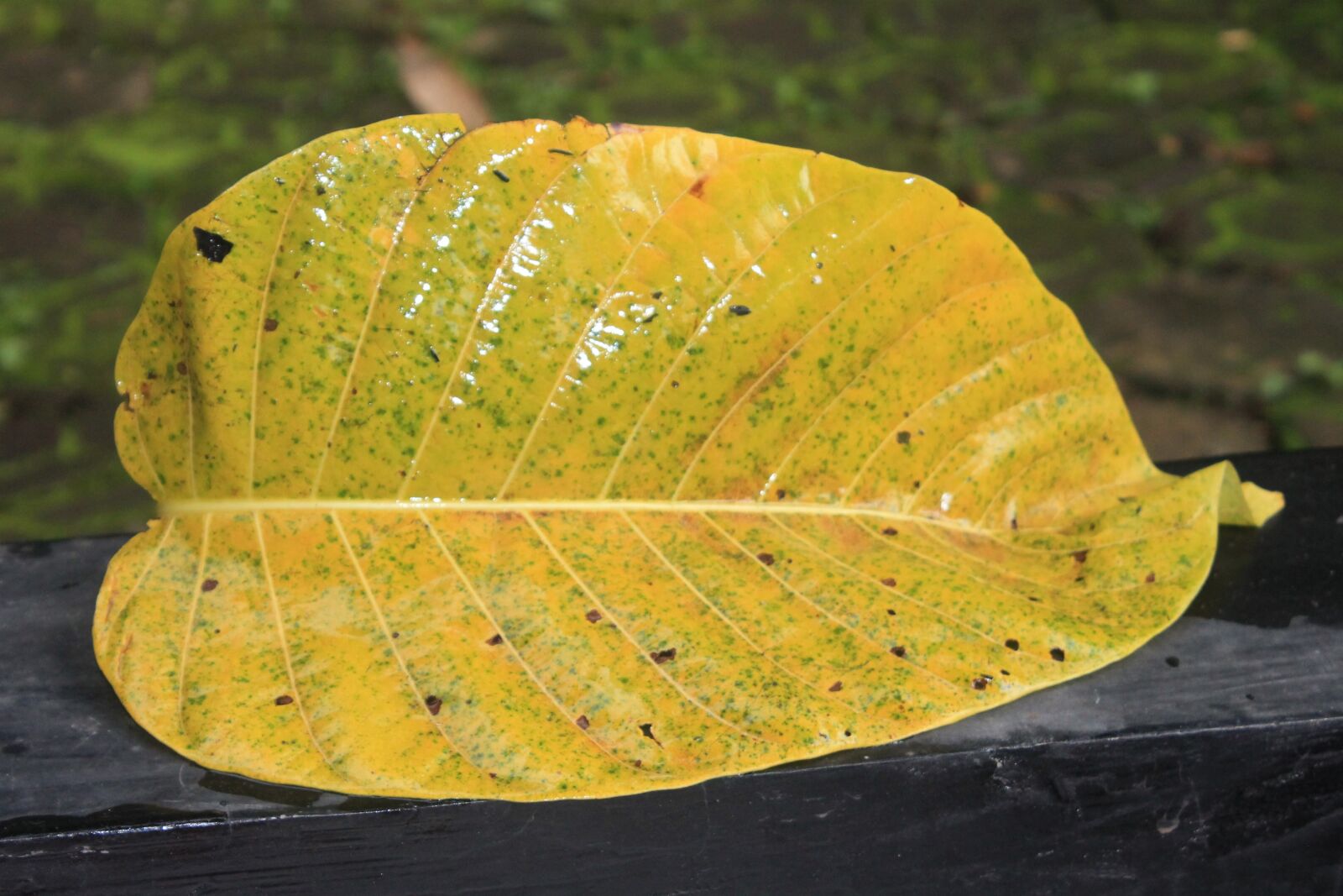 Canon EOS 1100D (EOS Rebel T3 / EOS Kiss X50) sample photo. Leaf, yellow, nature photography