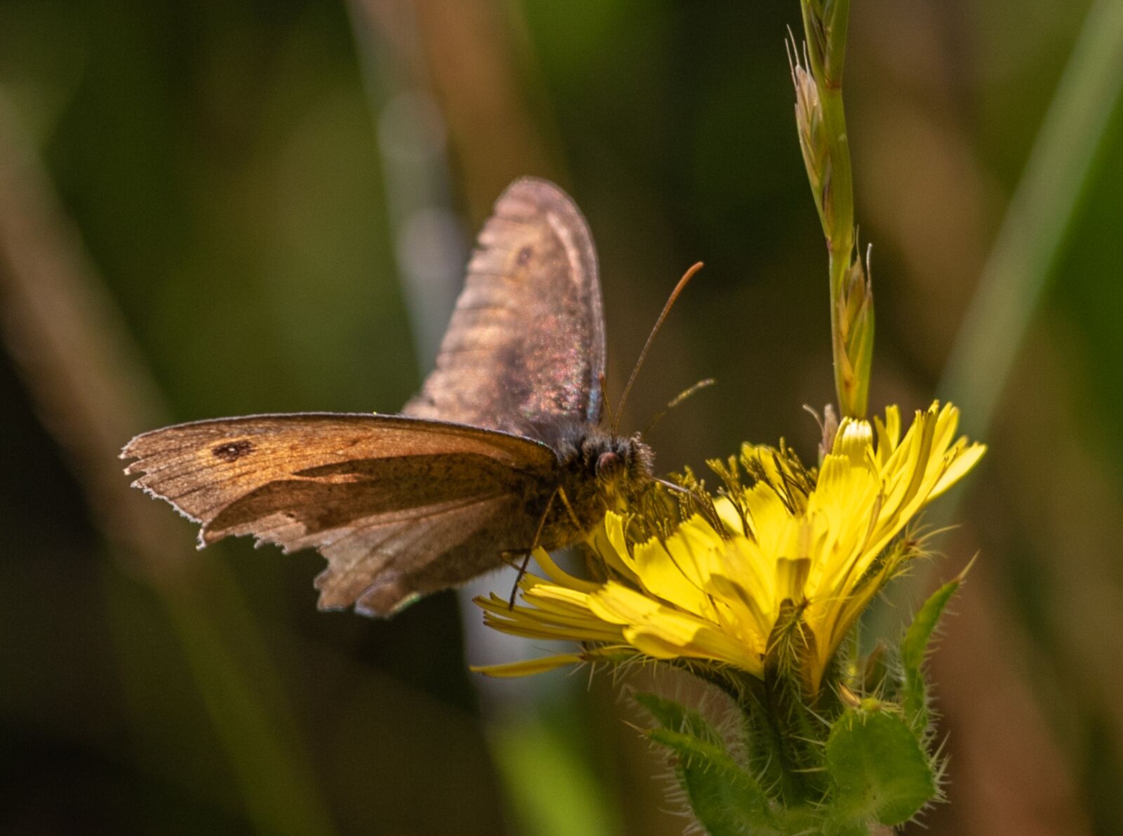 Canon EF 70-200mm F4L USM sample photo. Meadow brown, female meadow photography