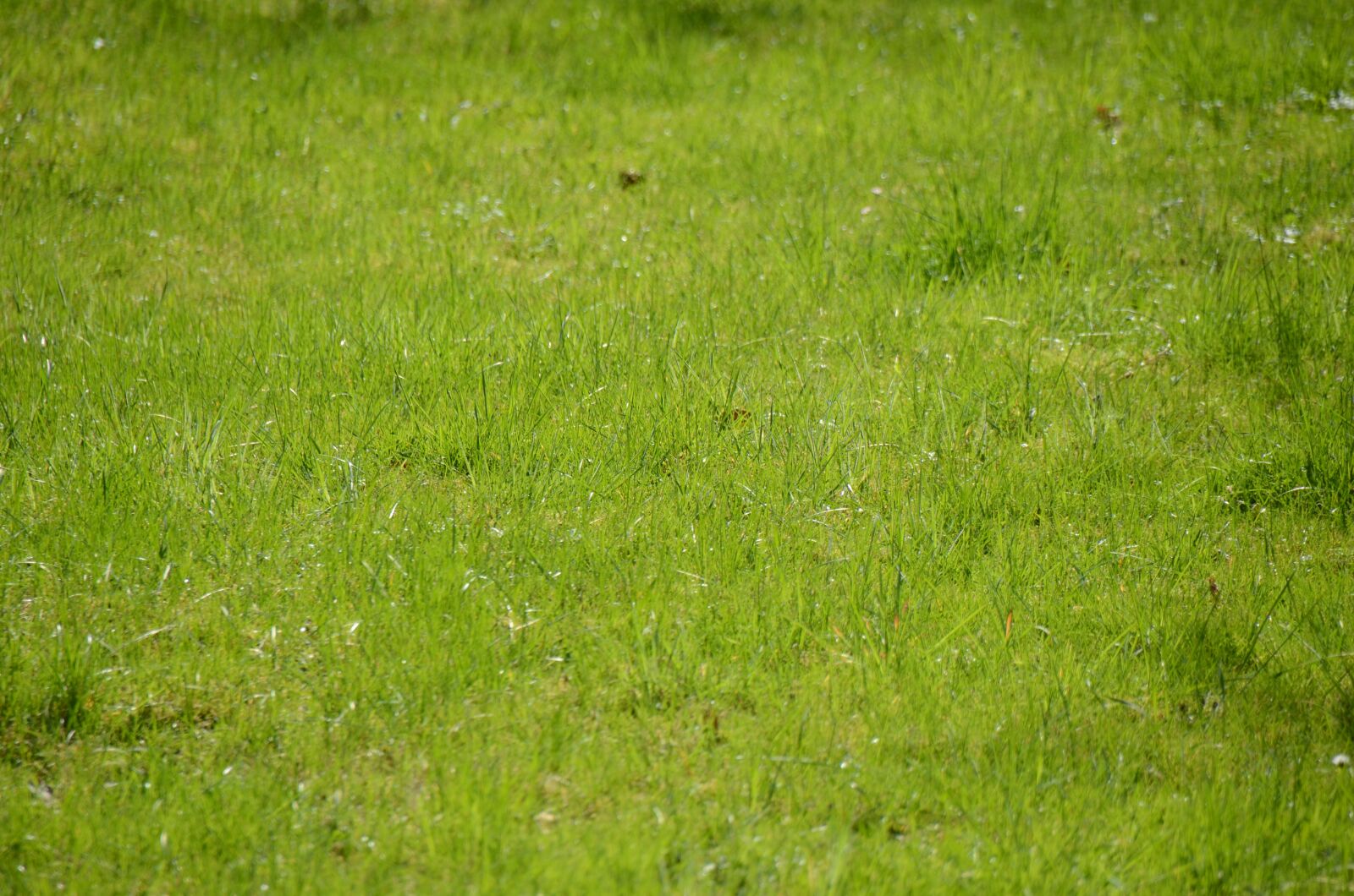 Nikon D7000 sample photo. Grass, meadow, grasses photography