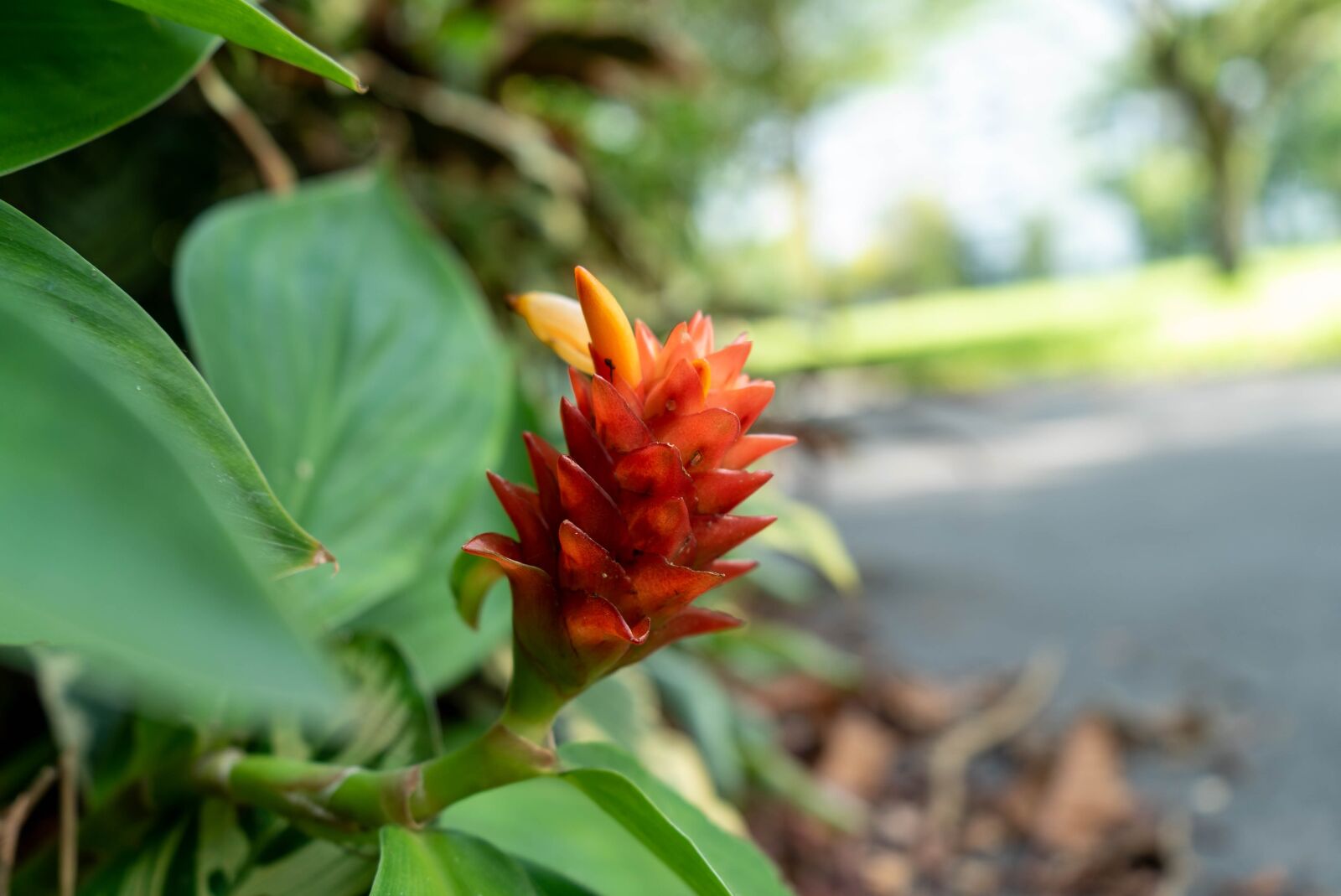 Sony a7S sample photo. Flower, red, bloom photography