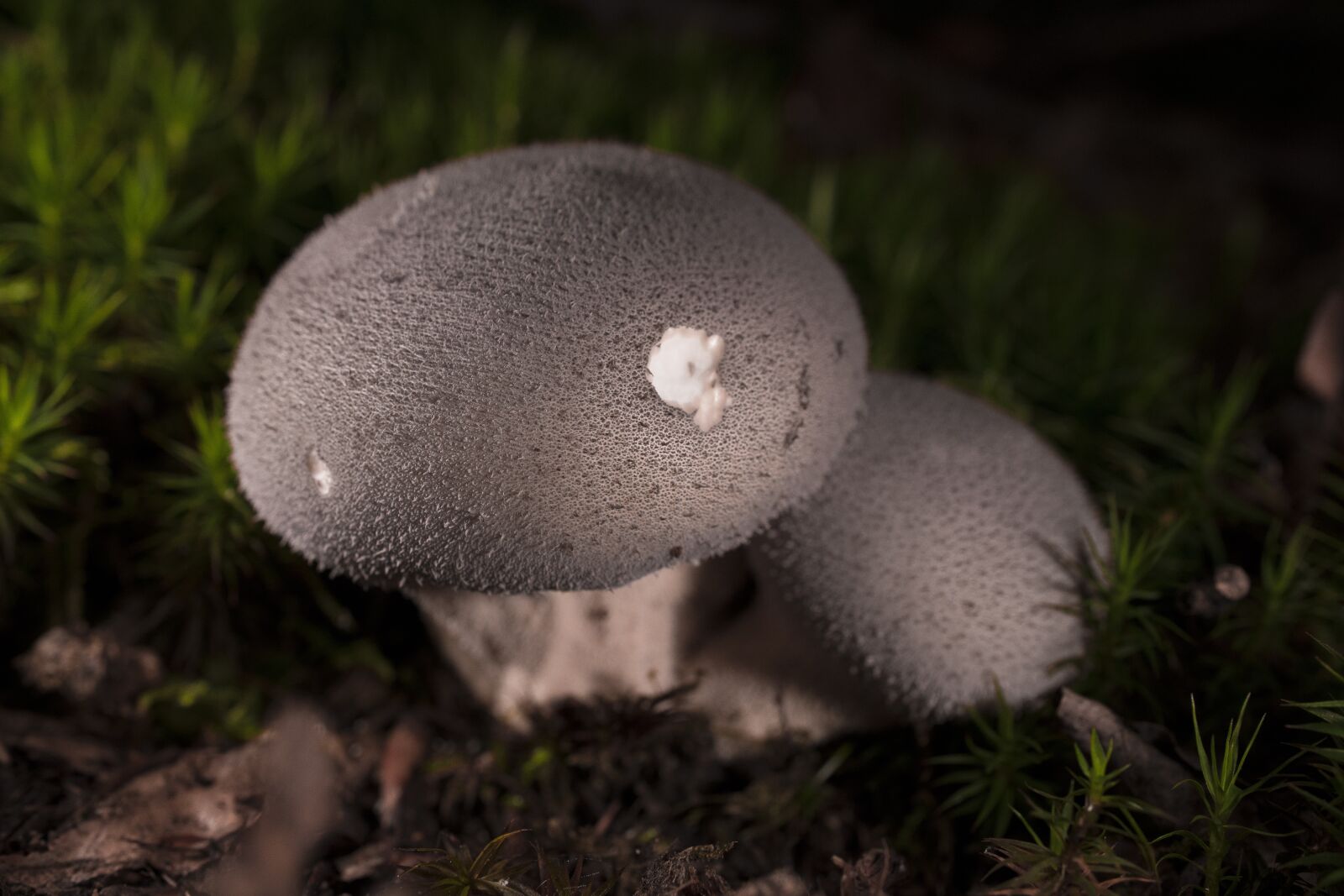 Nikon D850 sample photo. Puffball, mushroom, macro photography