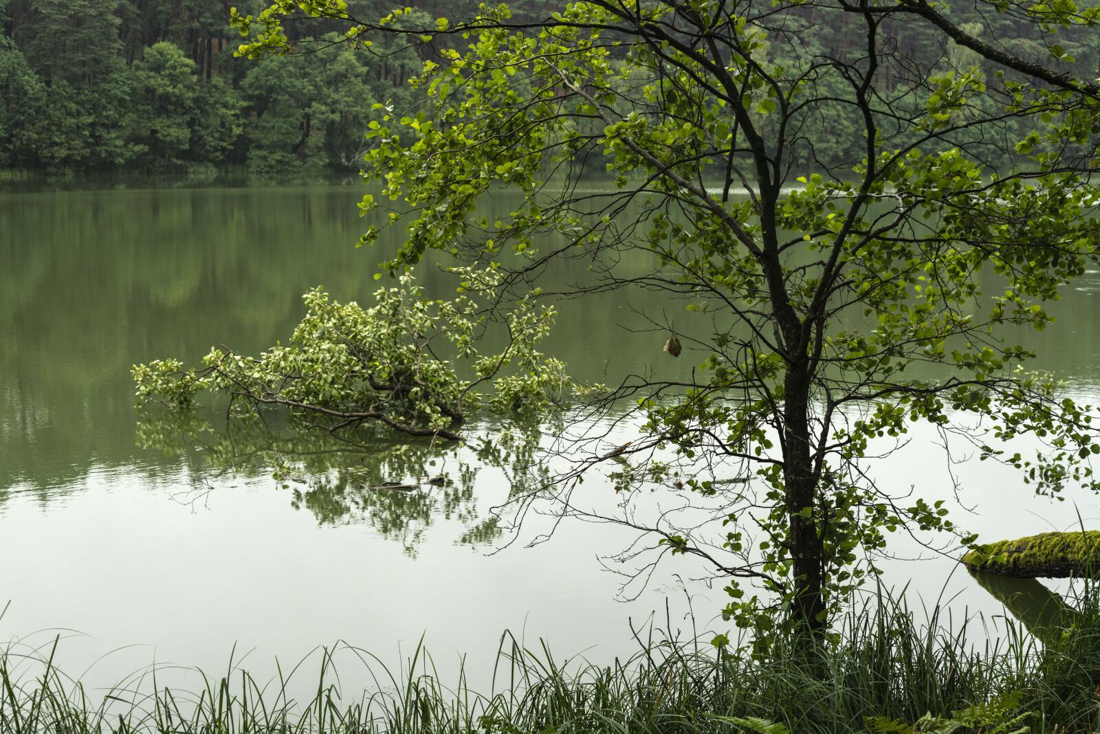 Nikon D800E sample photo. Forest, water, tree photography