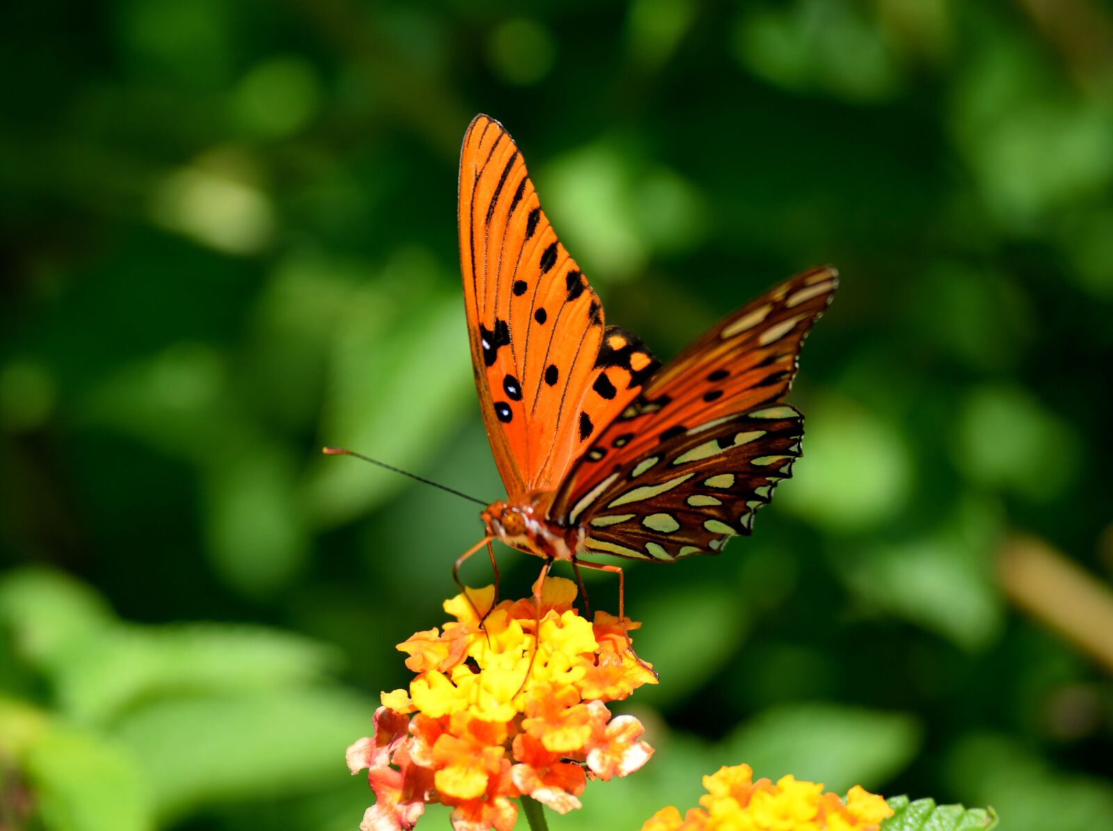 Nikon D3300 sample photo. Fritillary butterfly, insect, wildlife photography