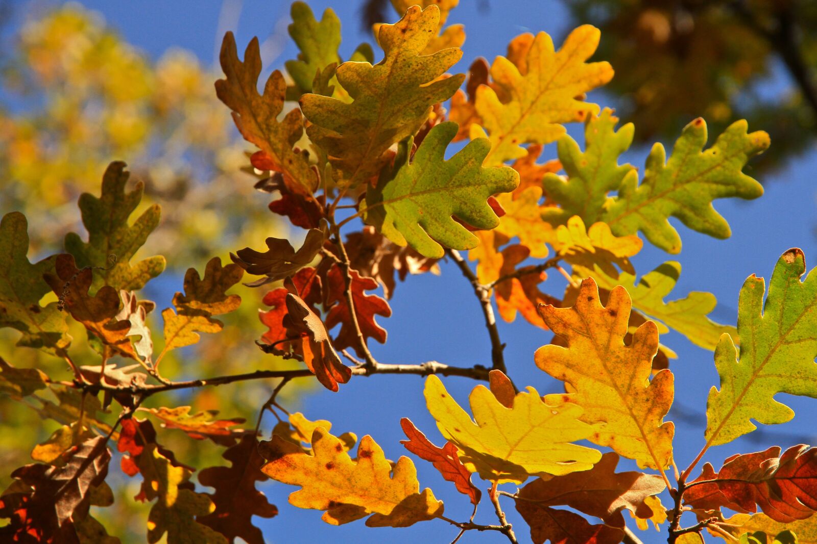 Canon EOS 7D sample photo. Leaves, tree, autumn photography