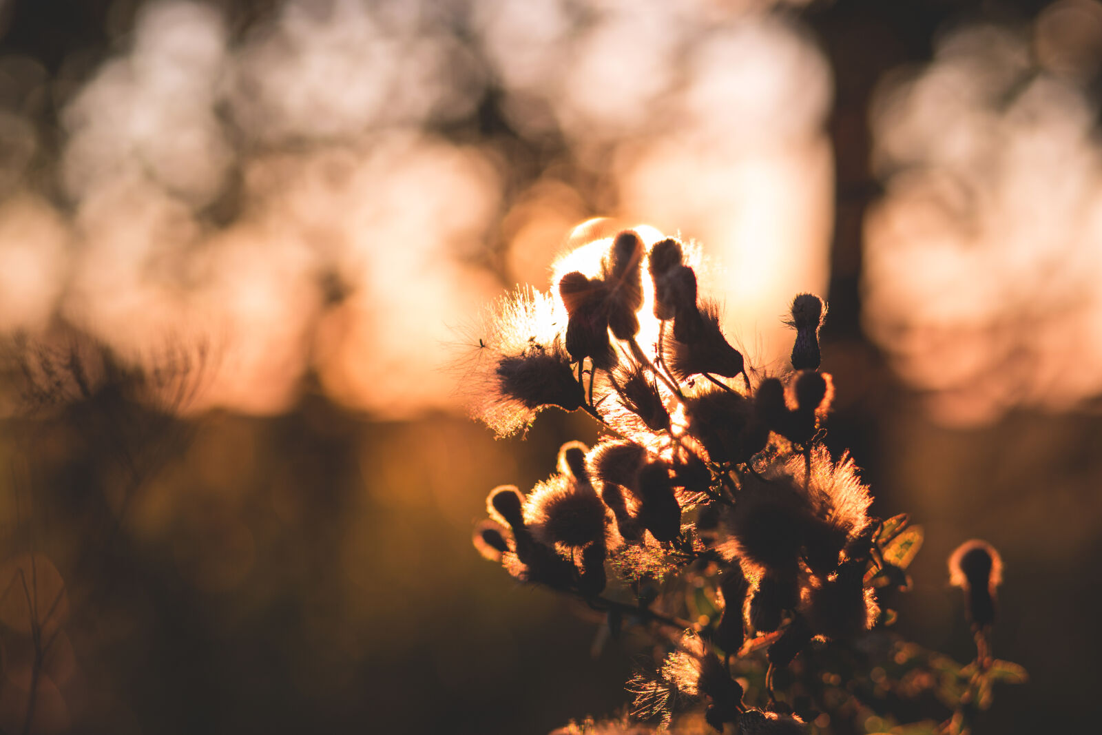 Canon EF 85mm F1.8 USM sample photo