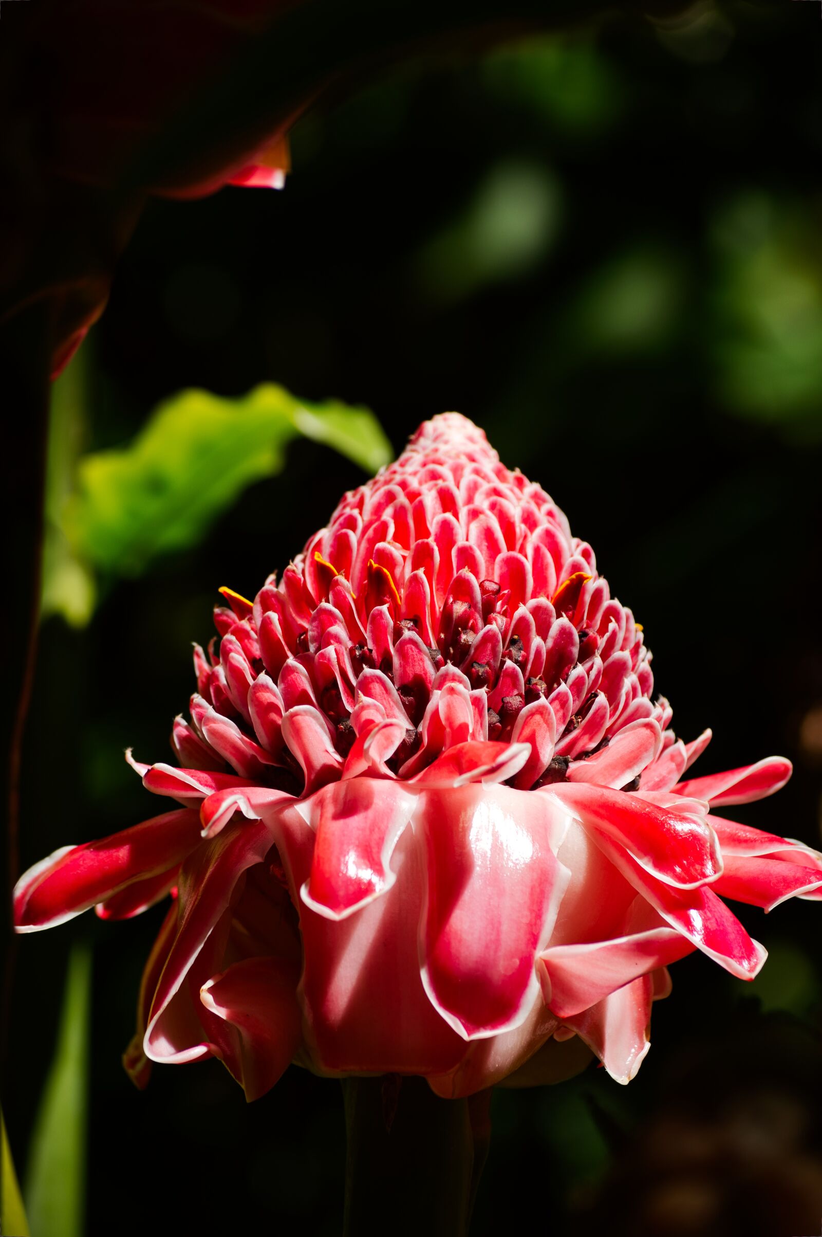Nikon D3200 sample photo. Costa rica, alpinia, flower photography