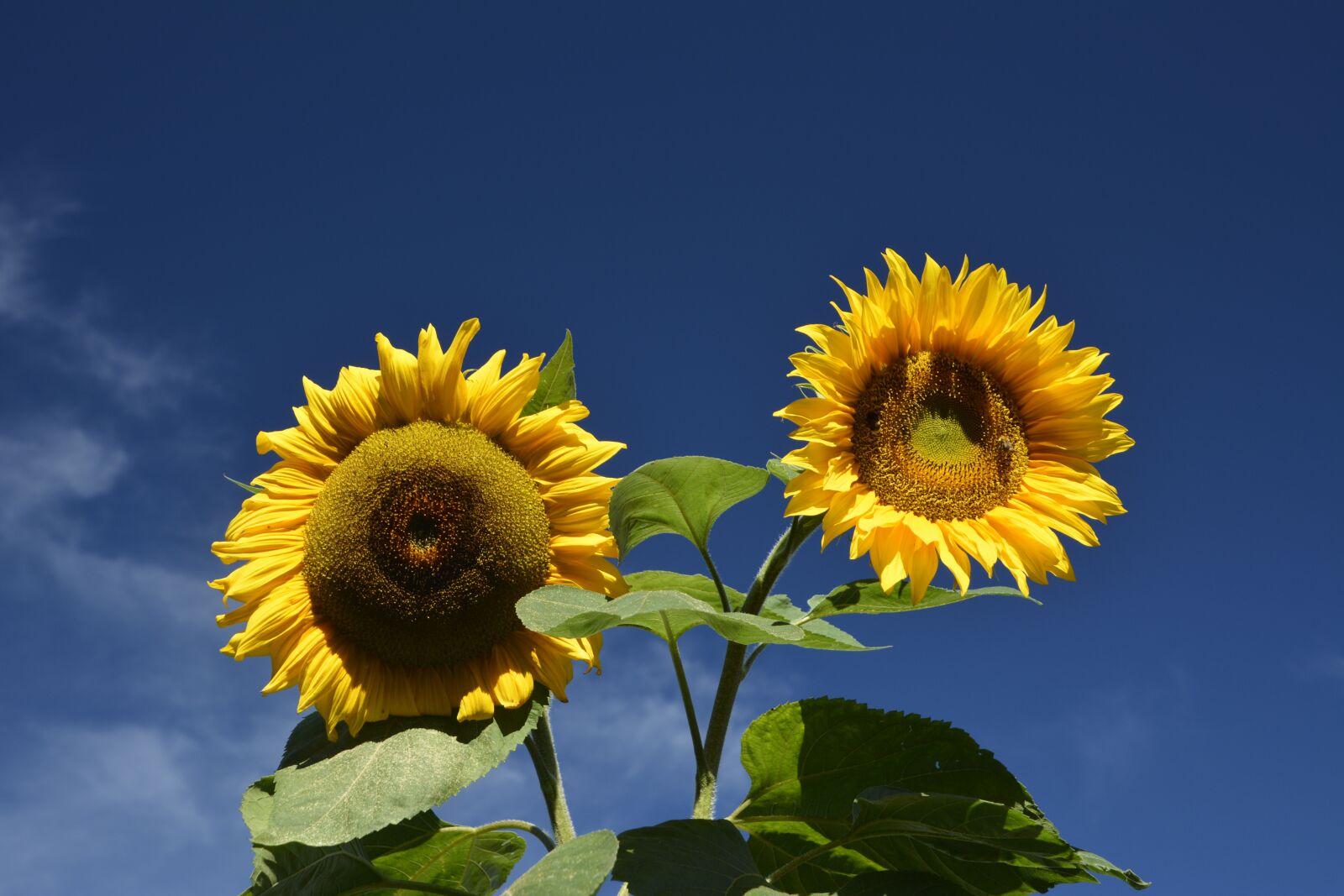 Nikon D7100 sample photo. Sky, nature, plant photography