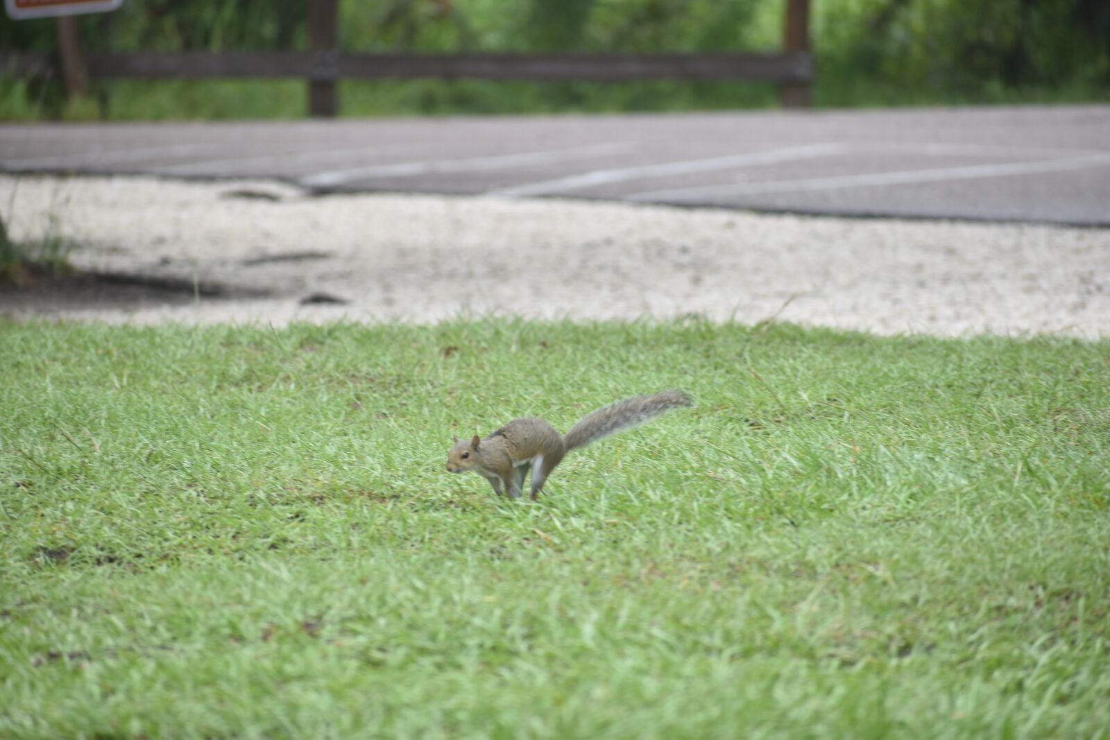 Nikon D3500 sample photo. Squirrel, nature, animal photography