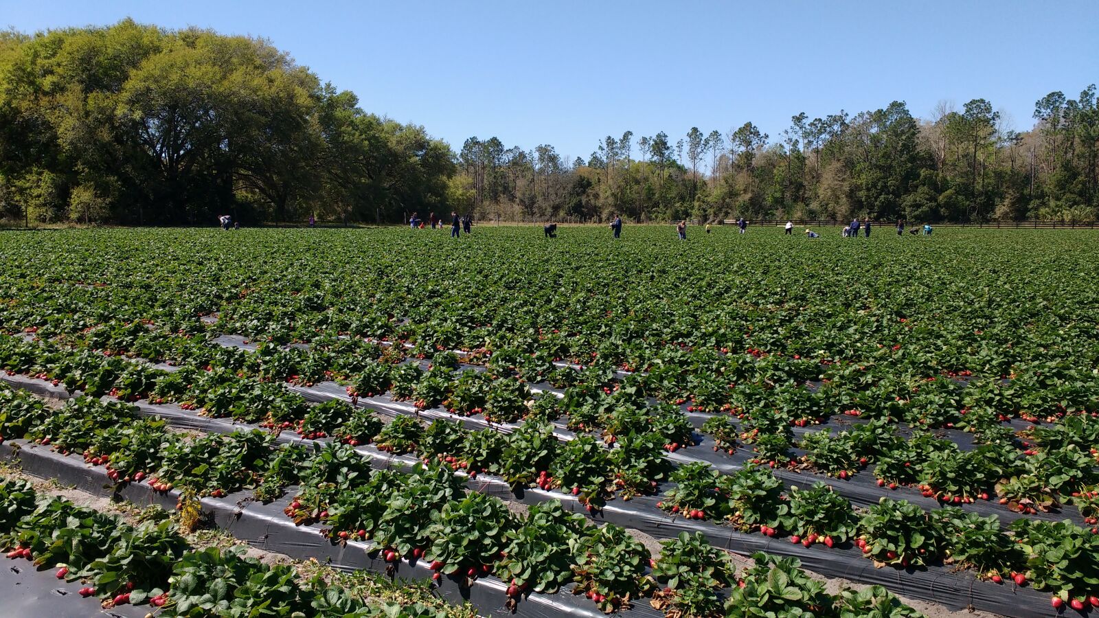 Motorola MotoG3 sample photo. Strawberry, plantation, vegetable garden photography