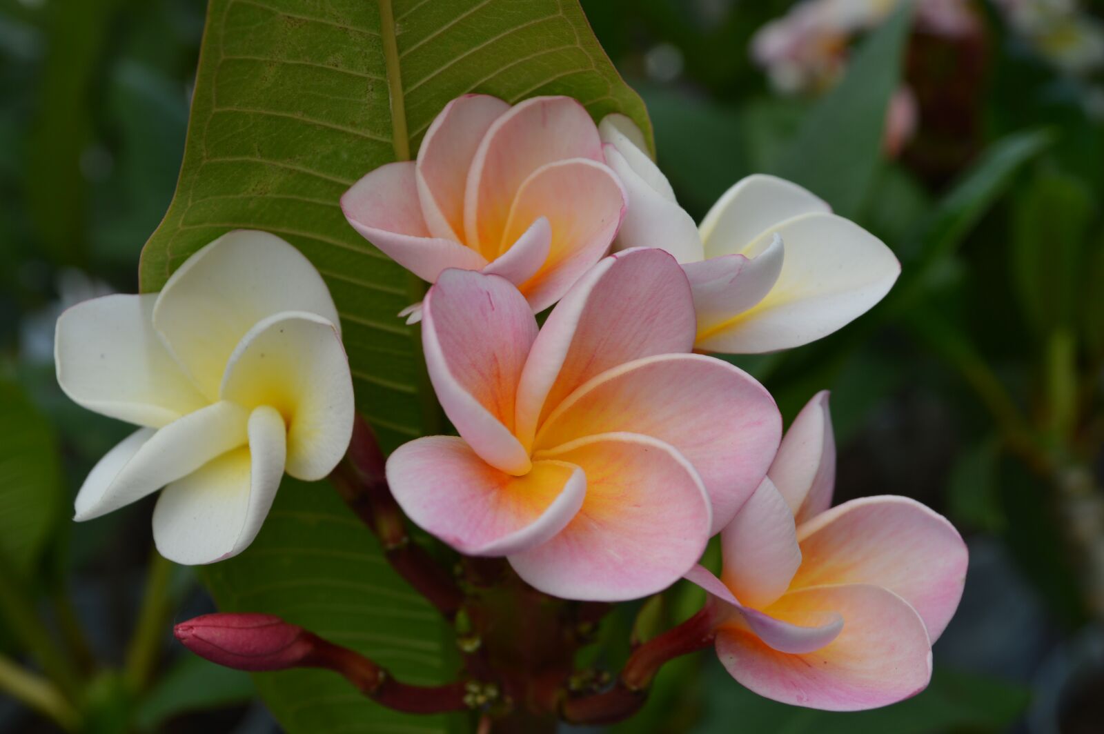Nikon D3200 sample photo. Frangipani, plumeria, temple flower photography