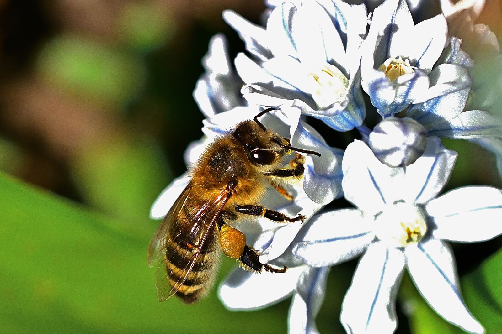 Nikon D5200 sample photo. Garden, puschkinie, bee photography