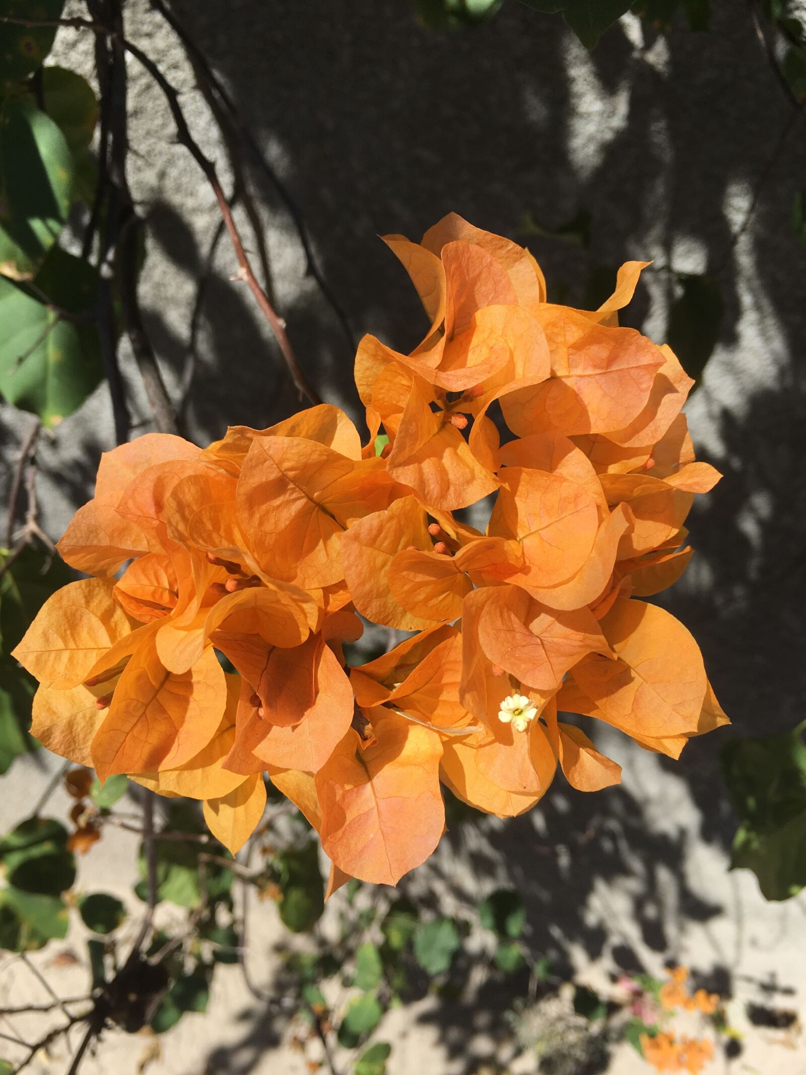 Apple iPhone 6s Plus sample photo. Flower, gardening, colorful photography