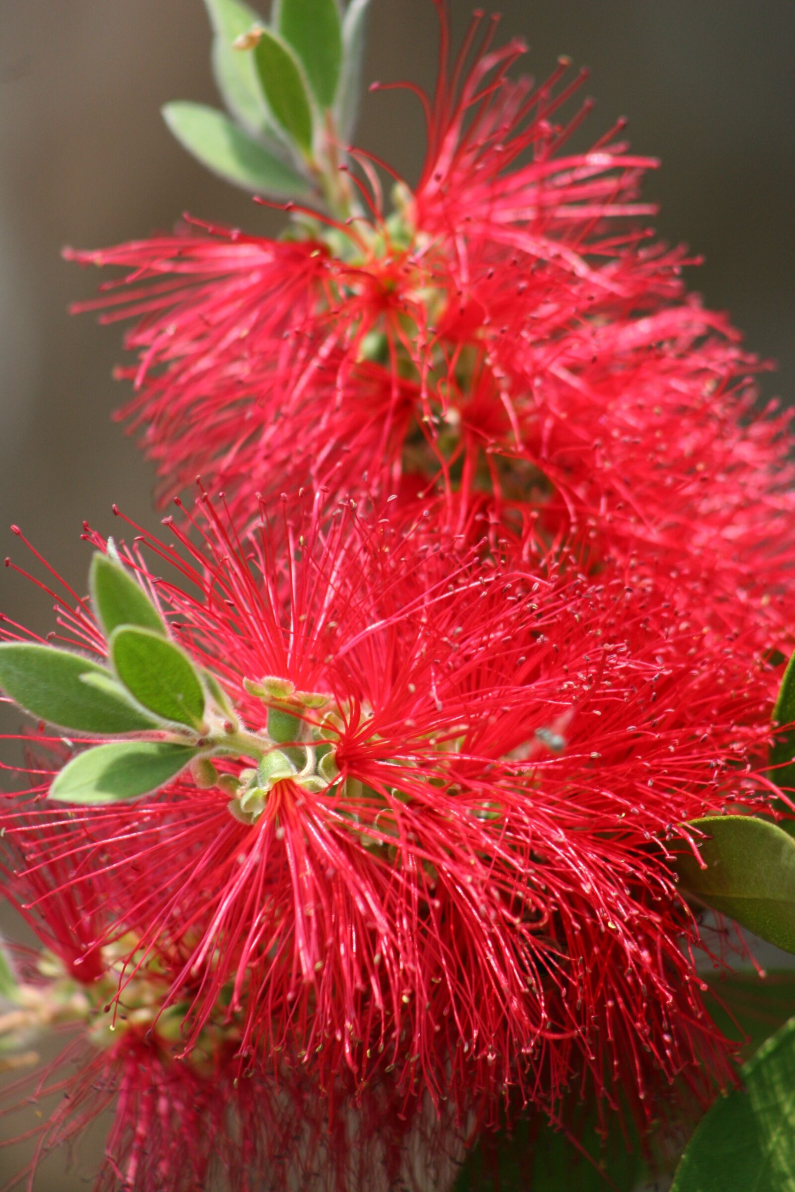 Canon EOS 20D sample photo. Bottle brush, plant, bloom photography