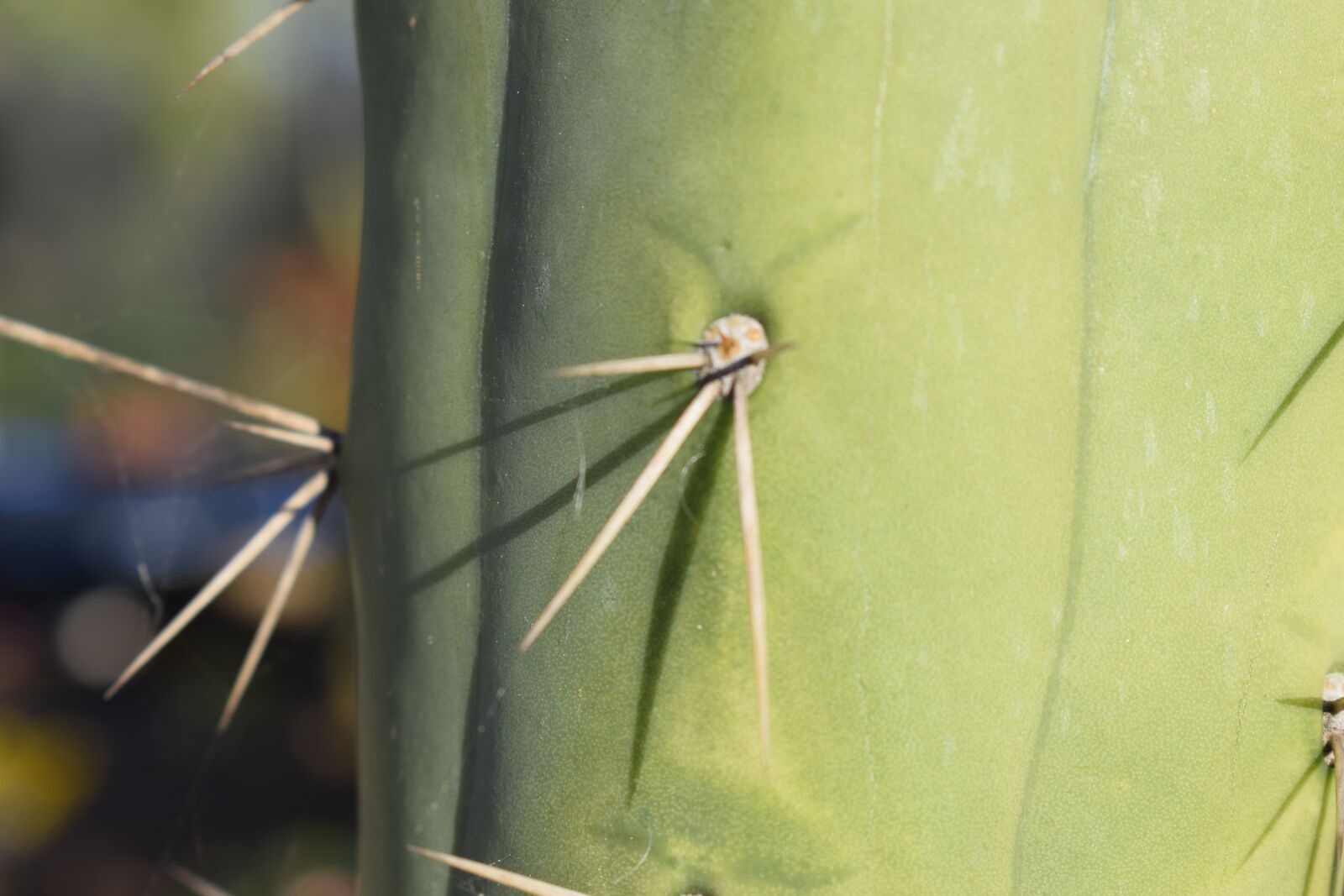 Nikon D3300 sample photo. Cactus, spina, plant photography