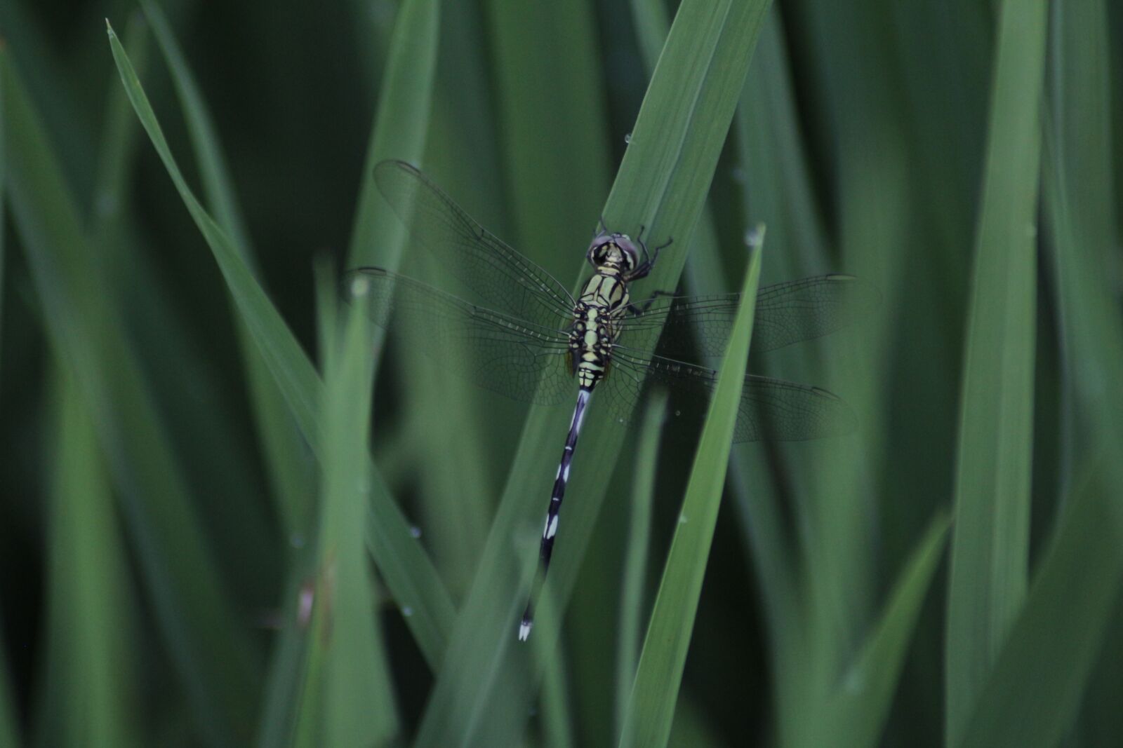 Canon EOS 700D (EOS Rebel T5i / EOS Kiss X7i) sample photo. Dragonfly, animal, insect photography