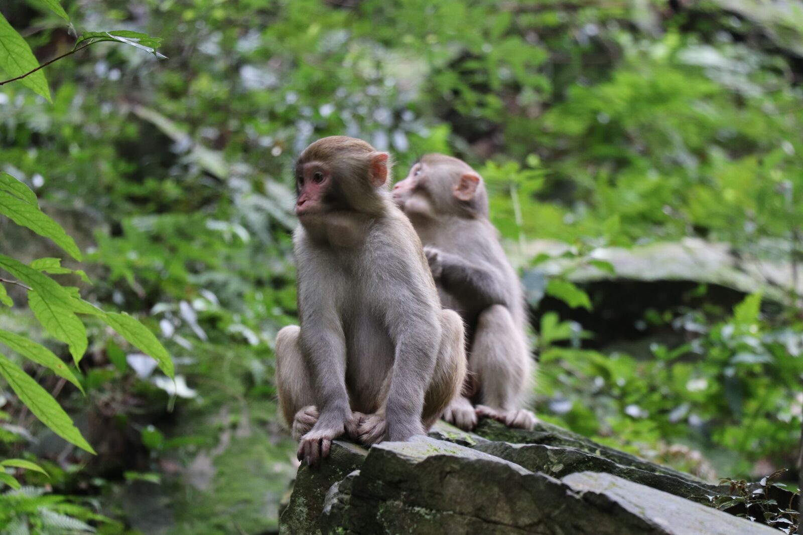 Canon EOS 77D (EOS 9000D / EOS 770D) sample photo. Monkey, forest, mother photography