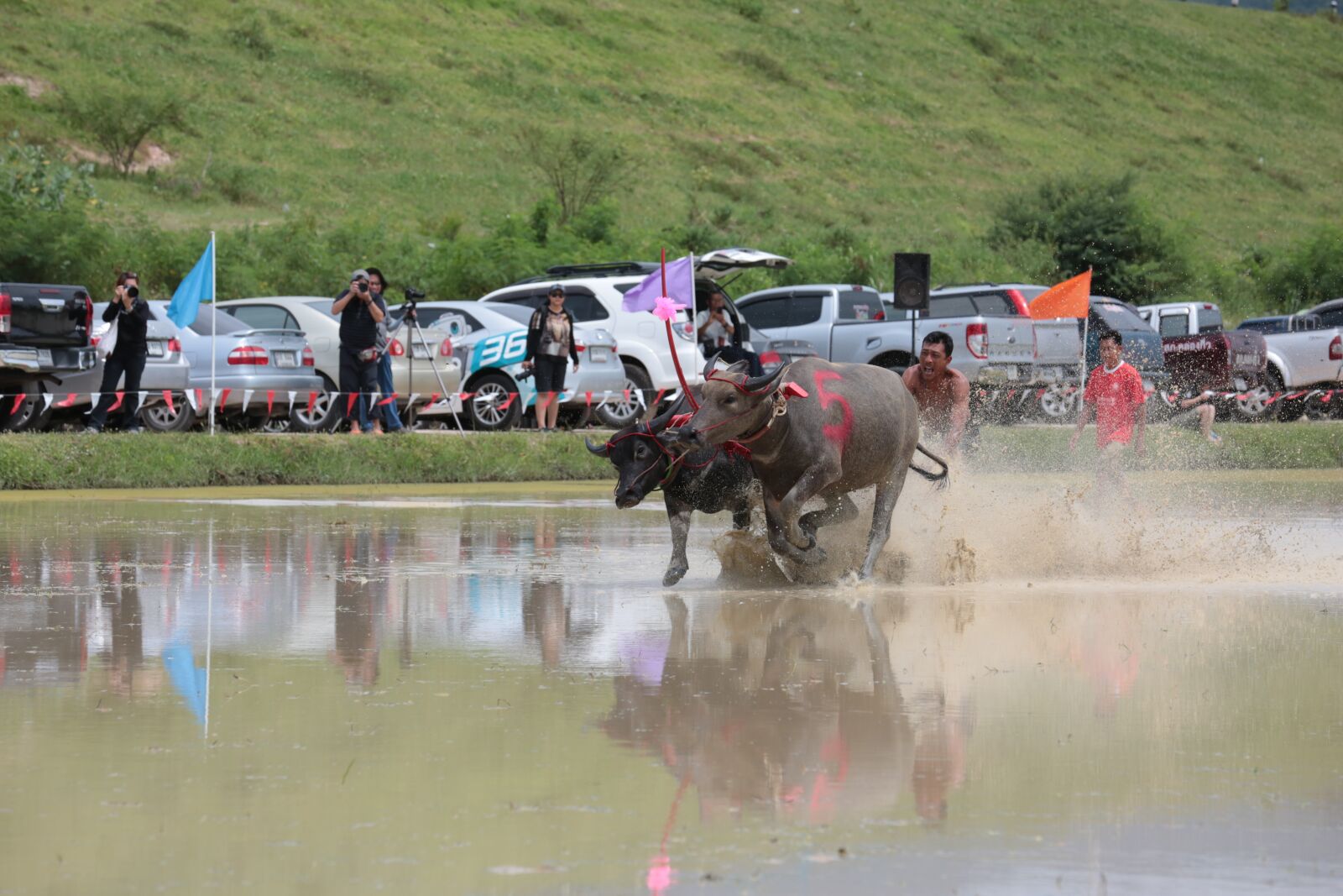 Canon EOS 5D Mark III sample photo. Buffalo, festival, animal photography
