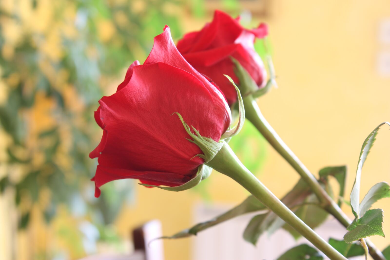 Canon EOS 450D (EOS Rebel XSi / EOS Kiss X2) sample photo. Flowers, roses, nature photography