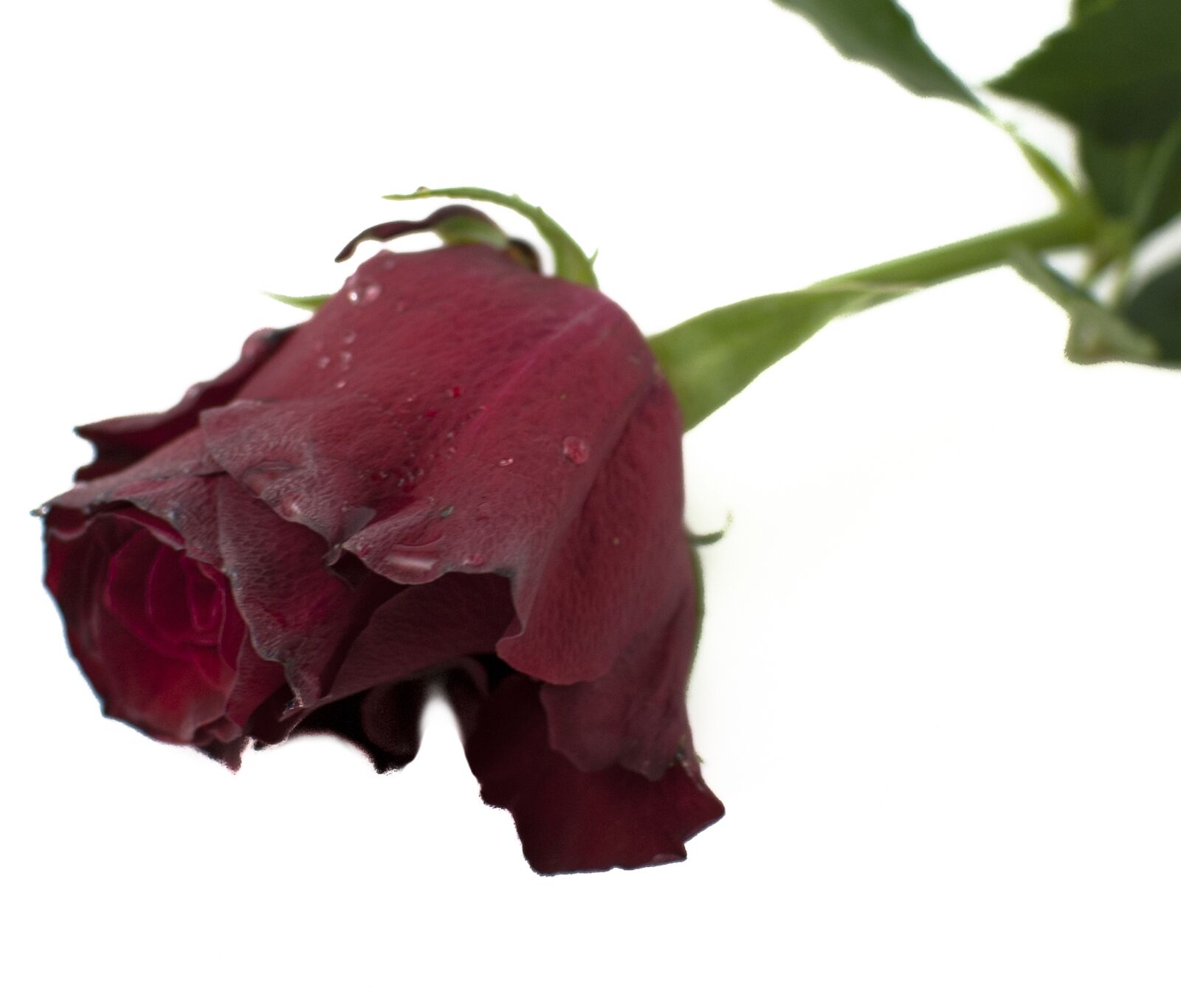 Nikon D80 sample photo. Red rose, rose, flower photography