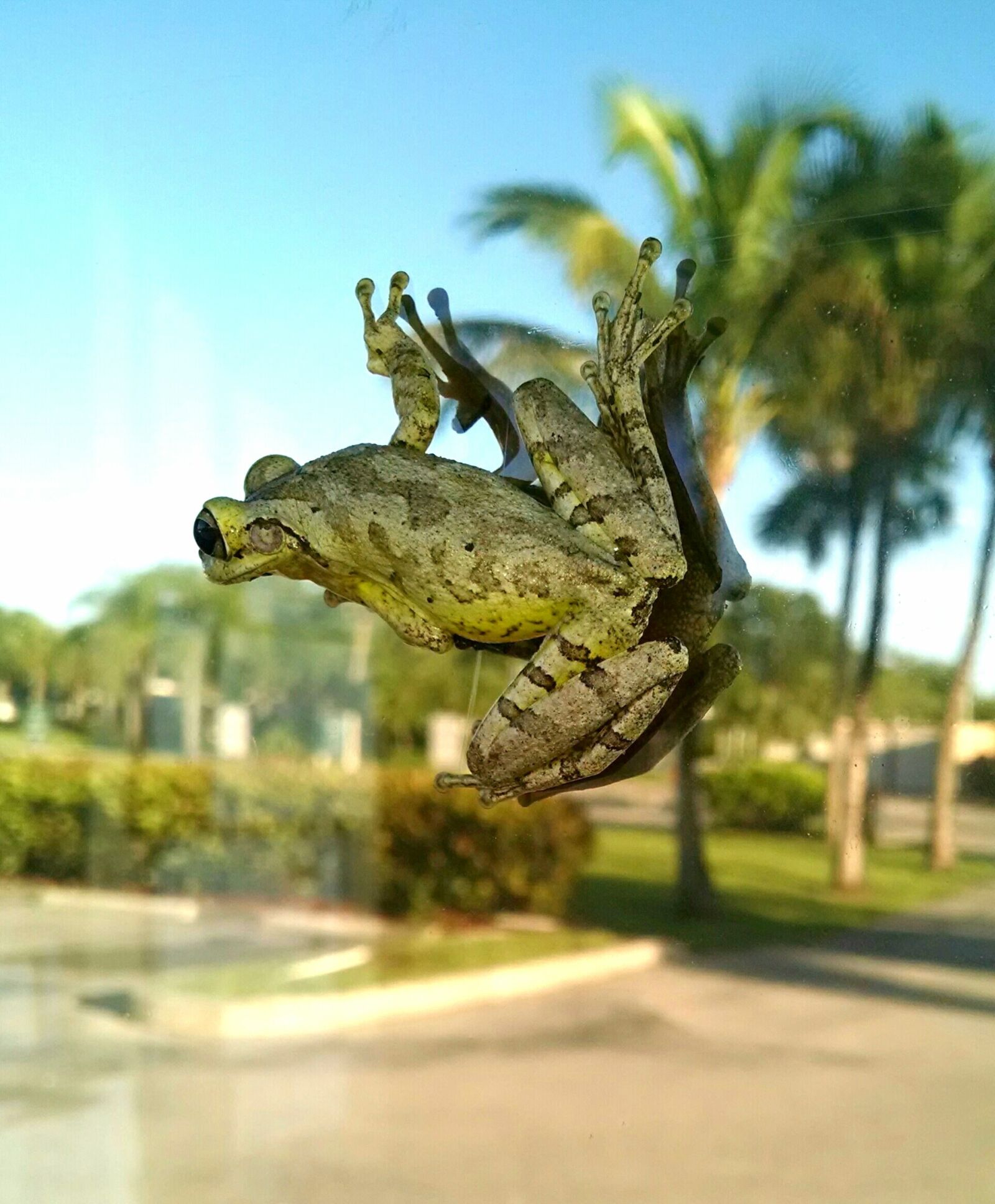 Motorola XT1080 sample photo. Frog, amphibian, frog on photography