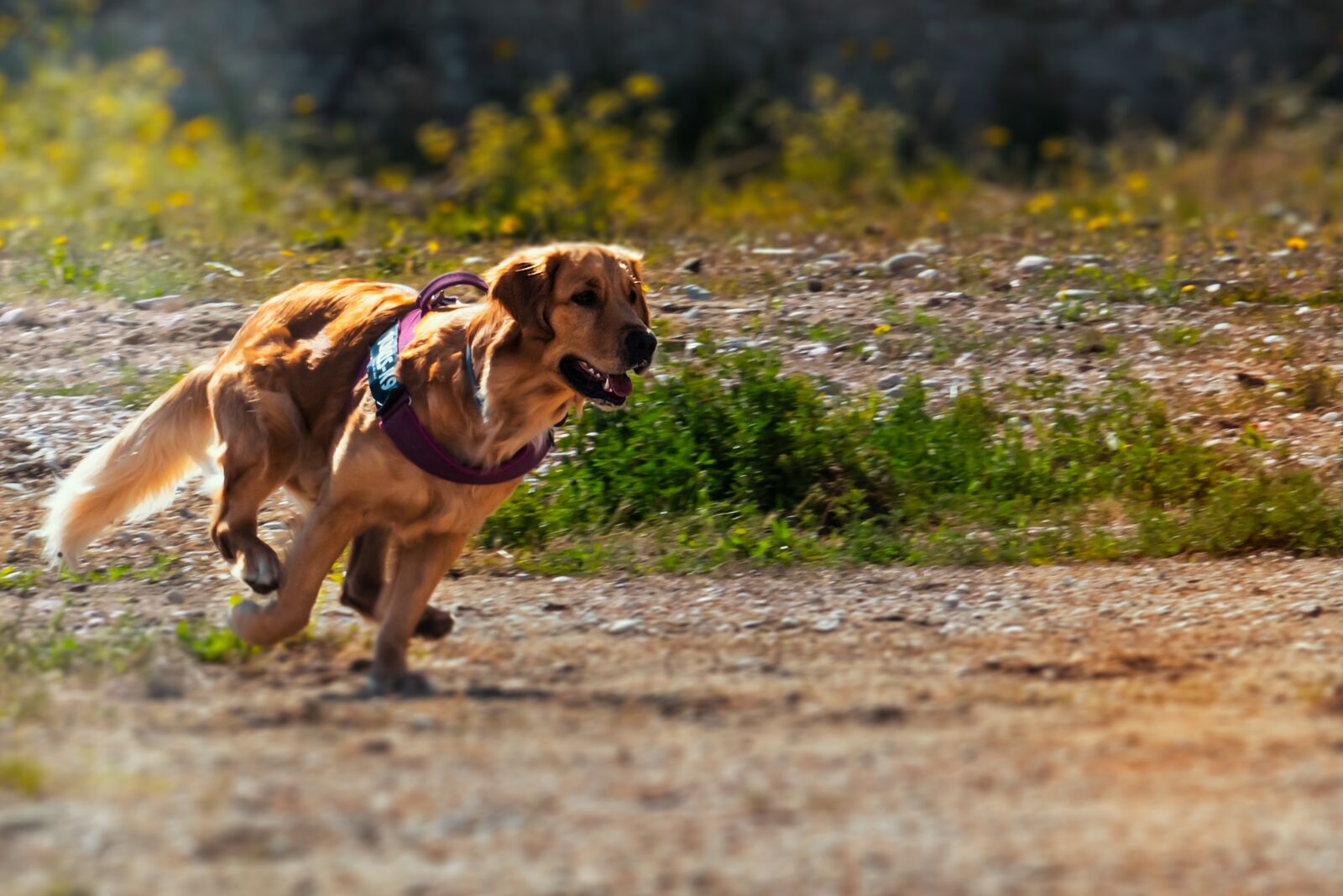 Canon EF-S 55-250mm F4-5.6 IS STM sample photo. Dog, race, animal photography