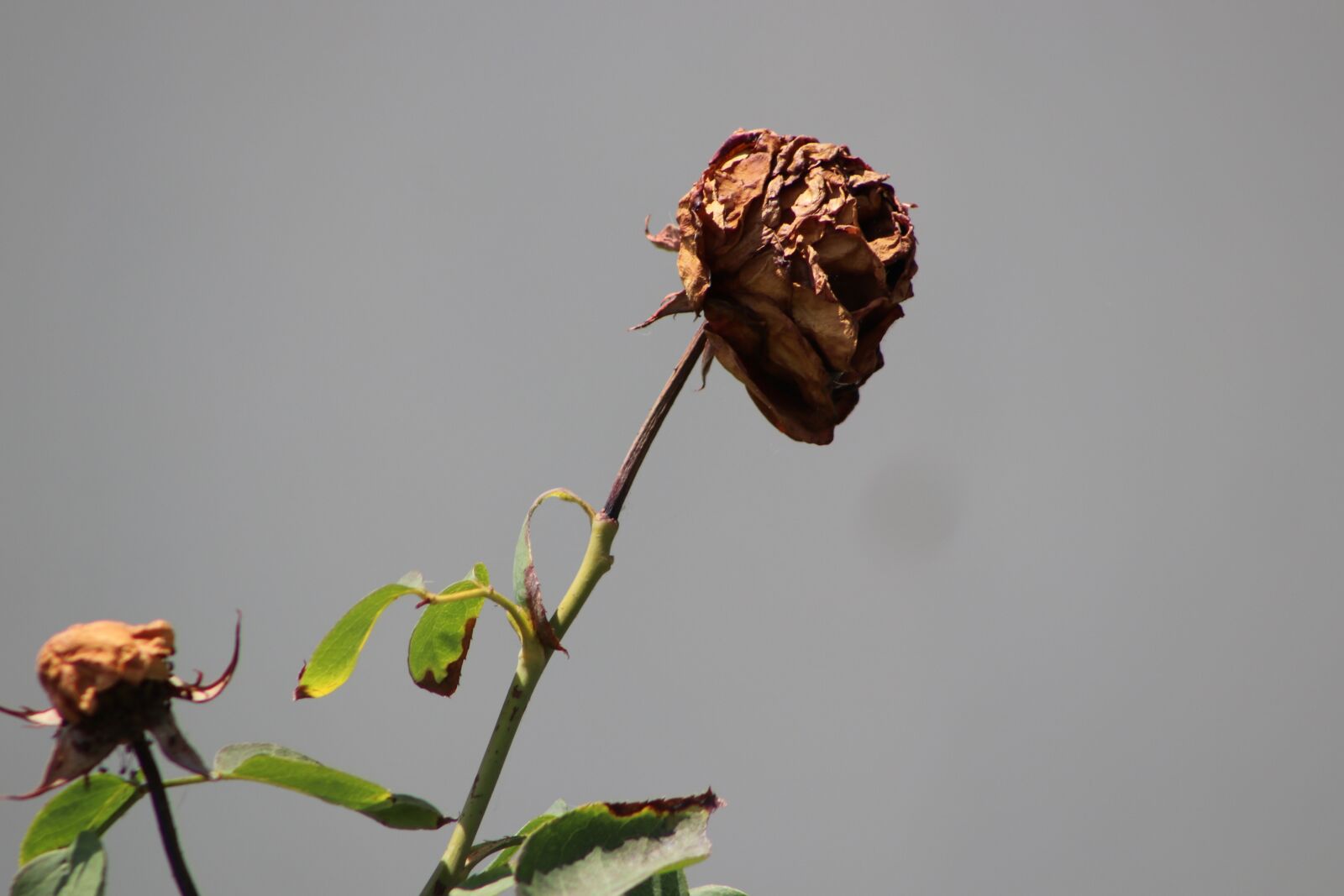 Canon EOS 80D sample photo. Butterfly, ling, insect photography