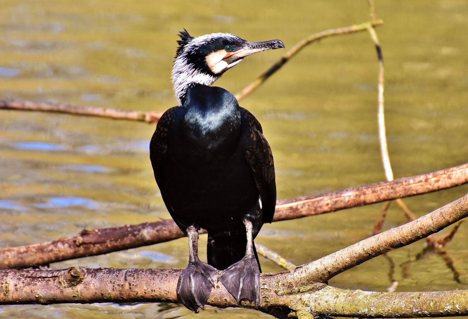 Nikon D7200 sample photo. Cormorant, phalacrocorax carbo, black photography